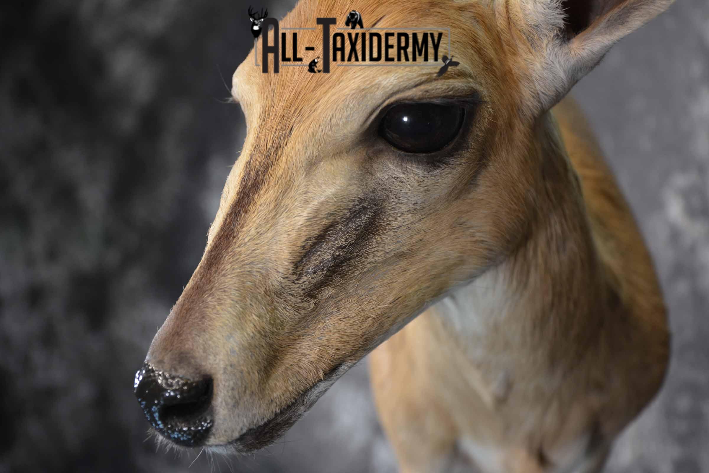 African Steinbok taxidermy mount for sale SKU 1379 - Image 7