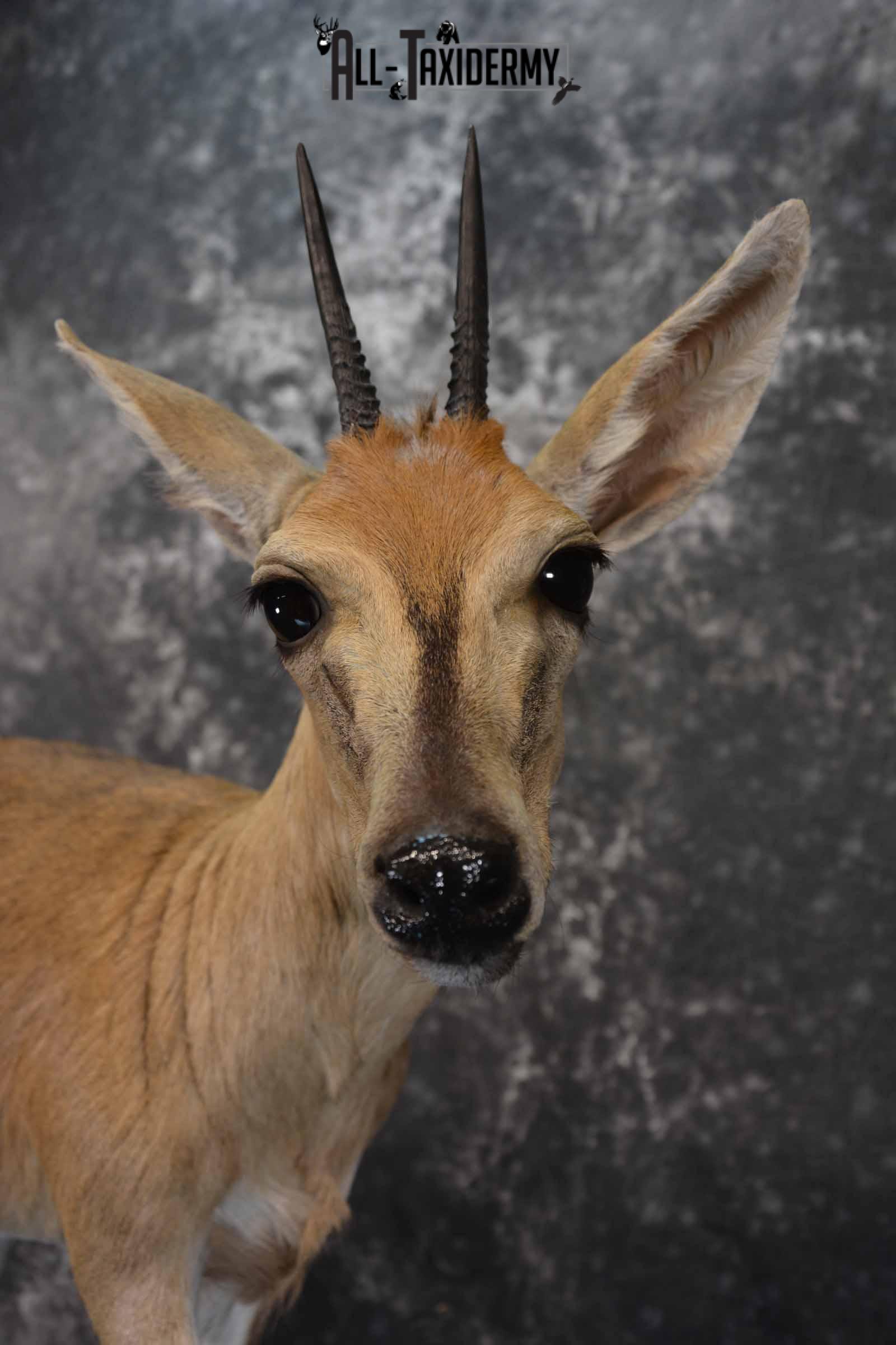African Steinbok taxidermy mount for sale SKU 1379 - Image 8