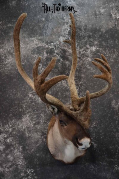 Caribou in velvet taxidermy shoulder mount for sale SKU 1380
