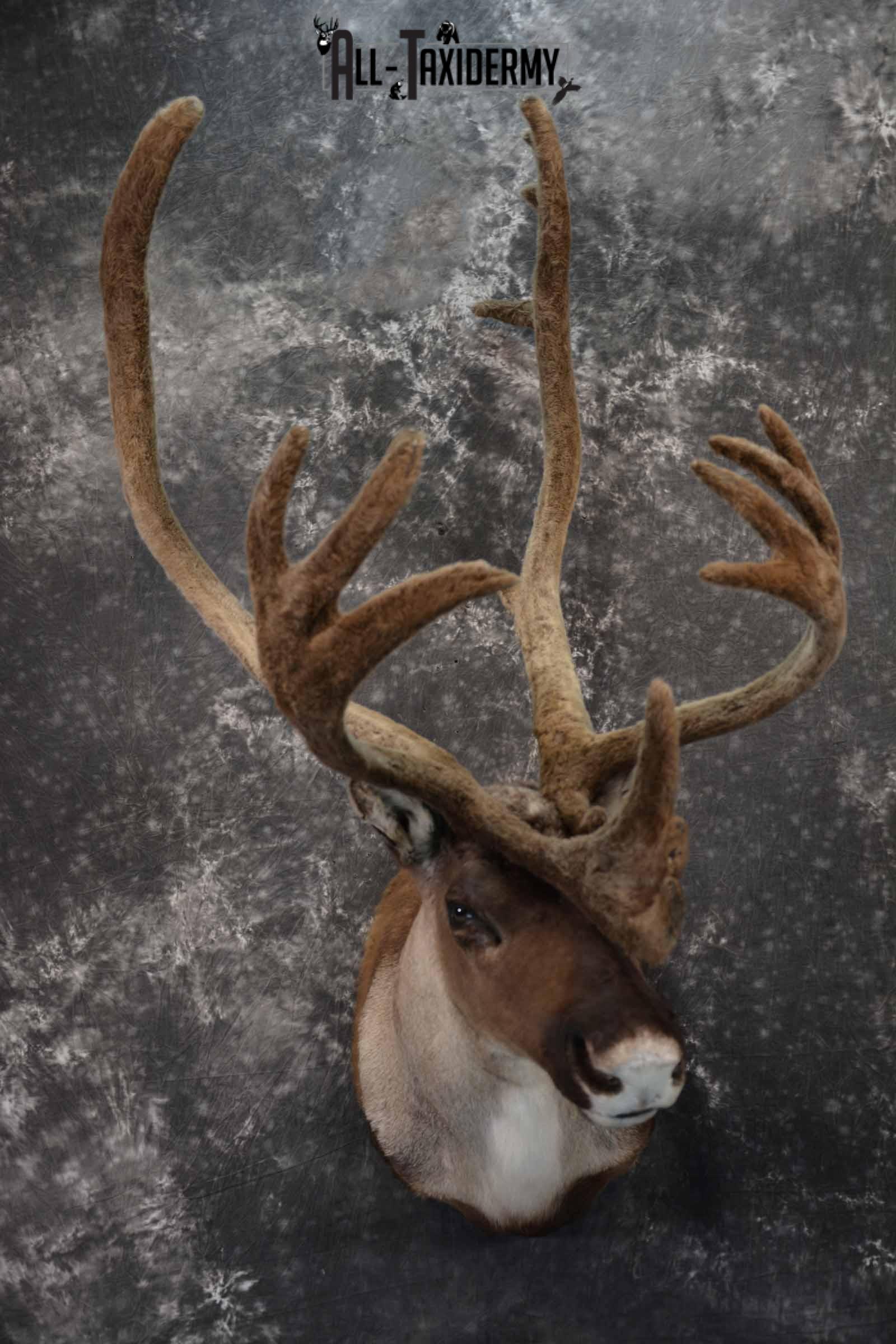 Caribou in velvet taxidermy shoulder mount for sale SKU 1380
