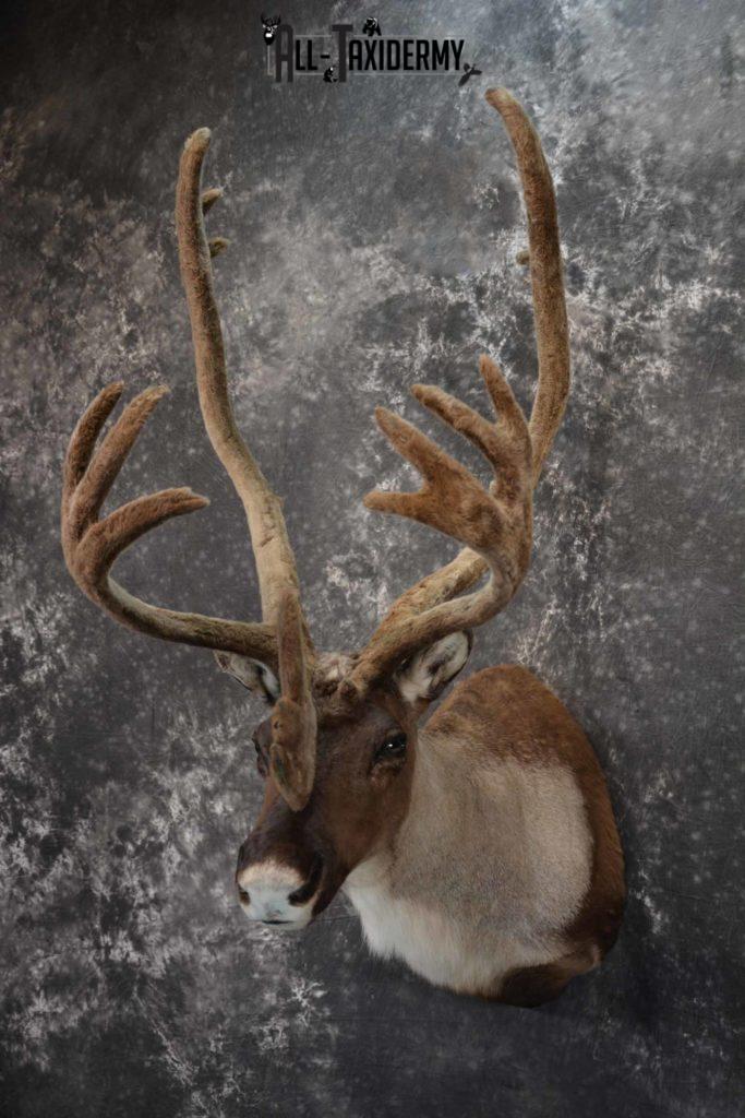 Caribou in velvet taxidermy shoulder mount for sale SKU 1380 - All ...