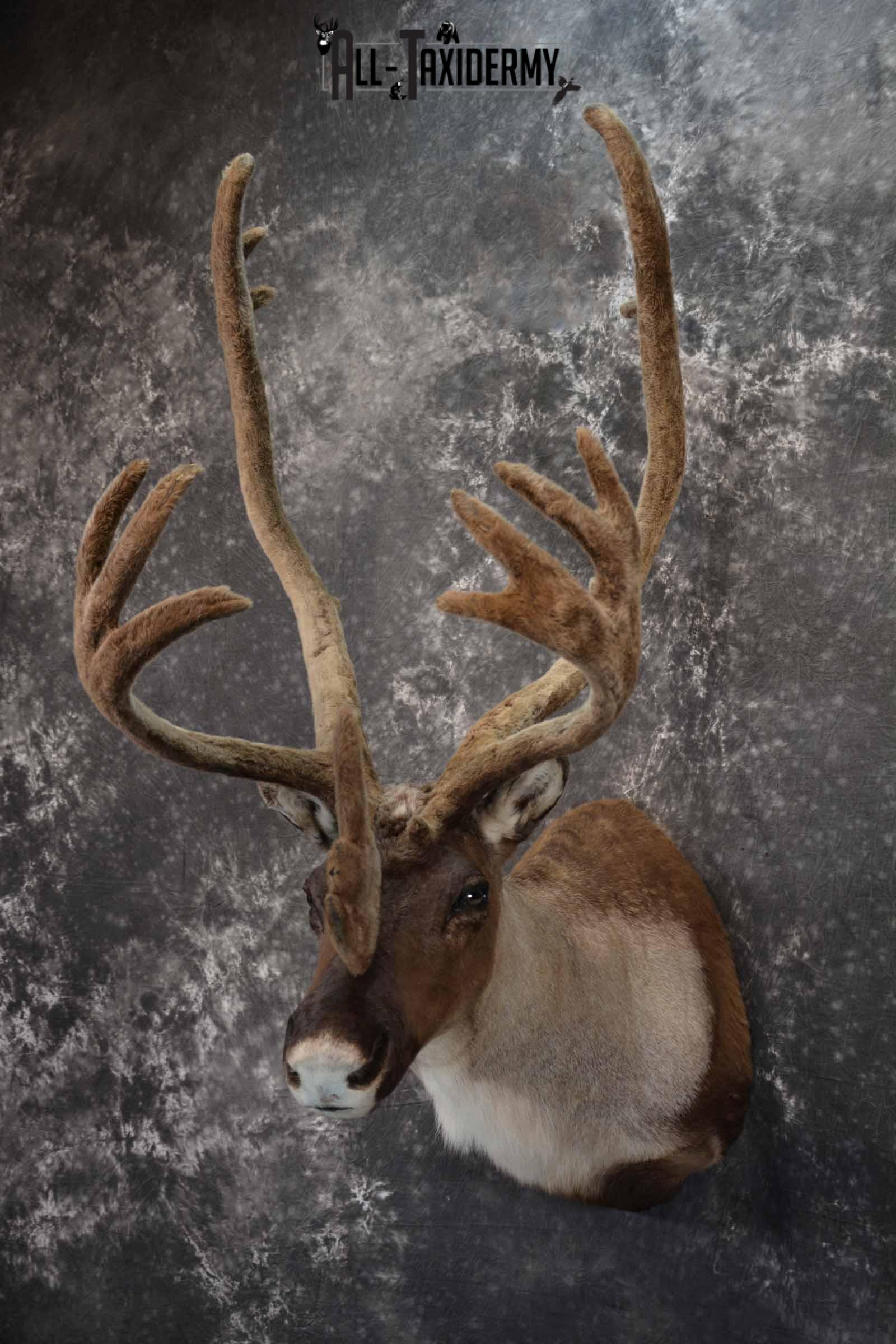 Caribou in velvet taxidermy shoulder mount for sale SKU 1380 - Image 2