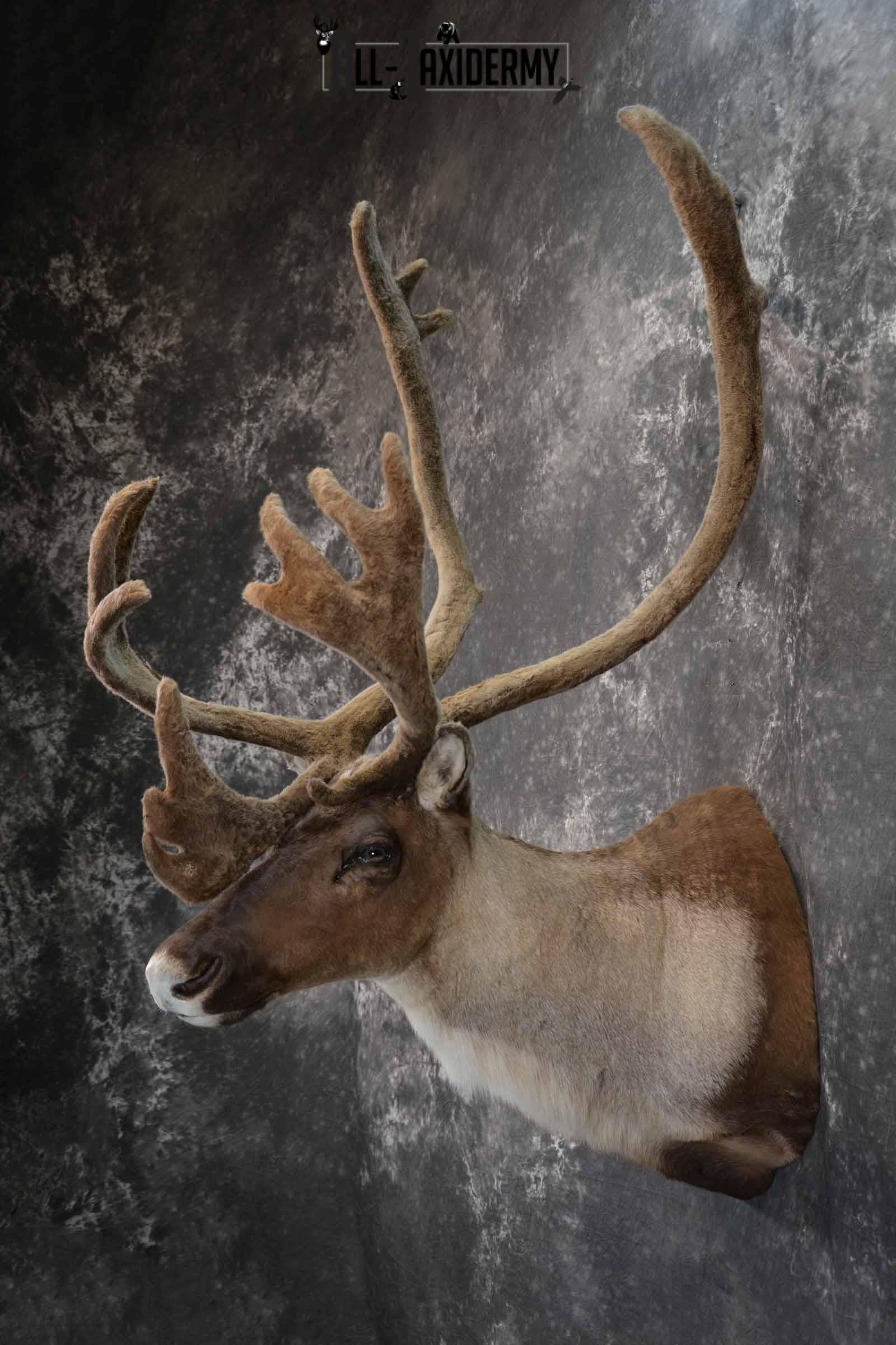 Caribou in velvet taxidermy shoulder mount for sale SKU 1380 - Image 3
