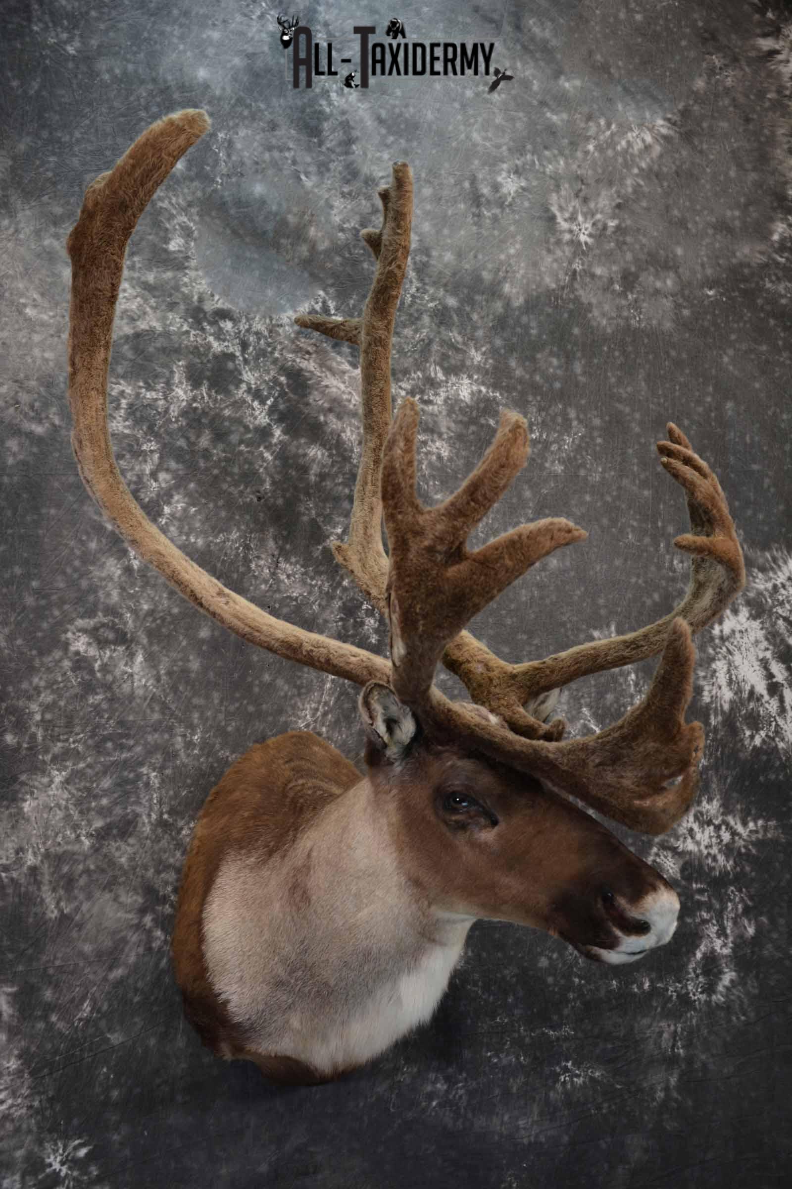 Caribou in velvet taxidermy shoulder mount for sale SKU 1380 - Image 4