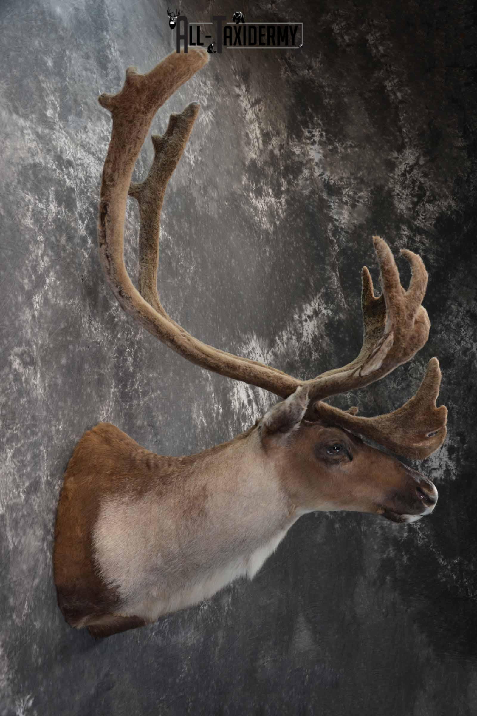 Caribou in velvet taxidermy shoulder mount for sale SKU 1380 - Image 5