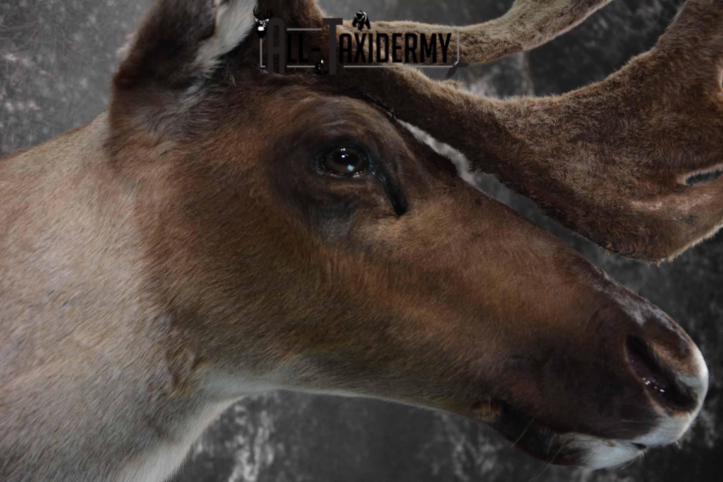 Caribou in velvet taxidermy shoulder mount for sale SKU 1380 - Image 6