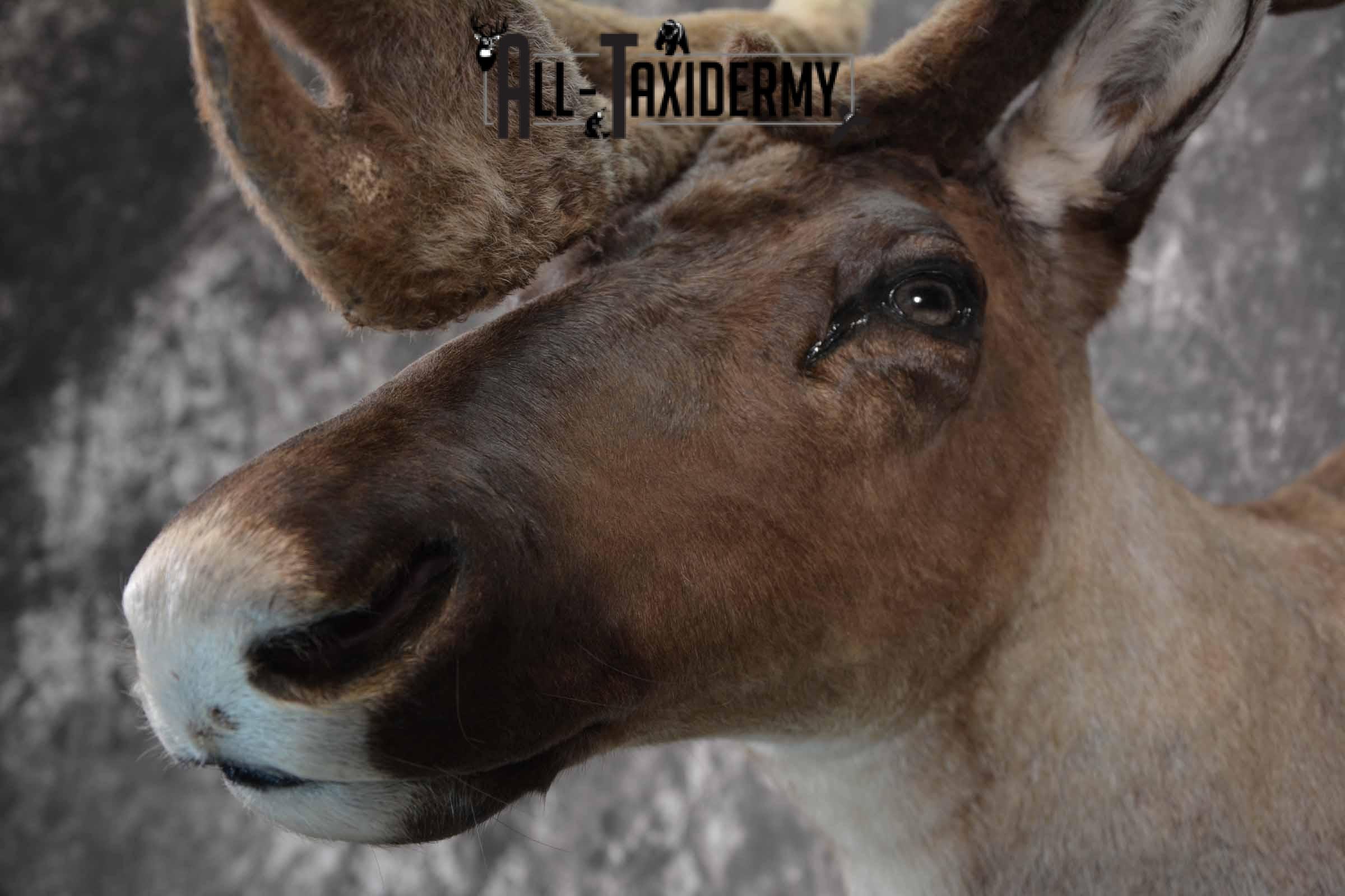 Caribou in velvet taxidermy shoulder mount for sale SKU 1380 - Image 7