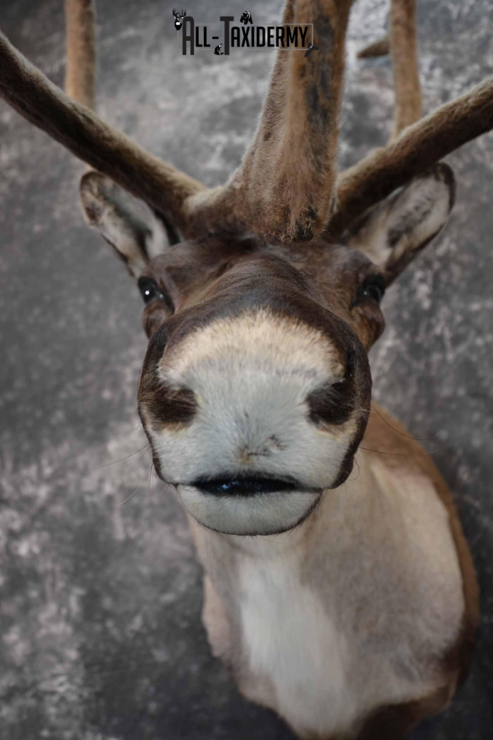 Caribou in velvet taxidermy shoulder mount for sale SKU 1380 - Image 8