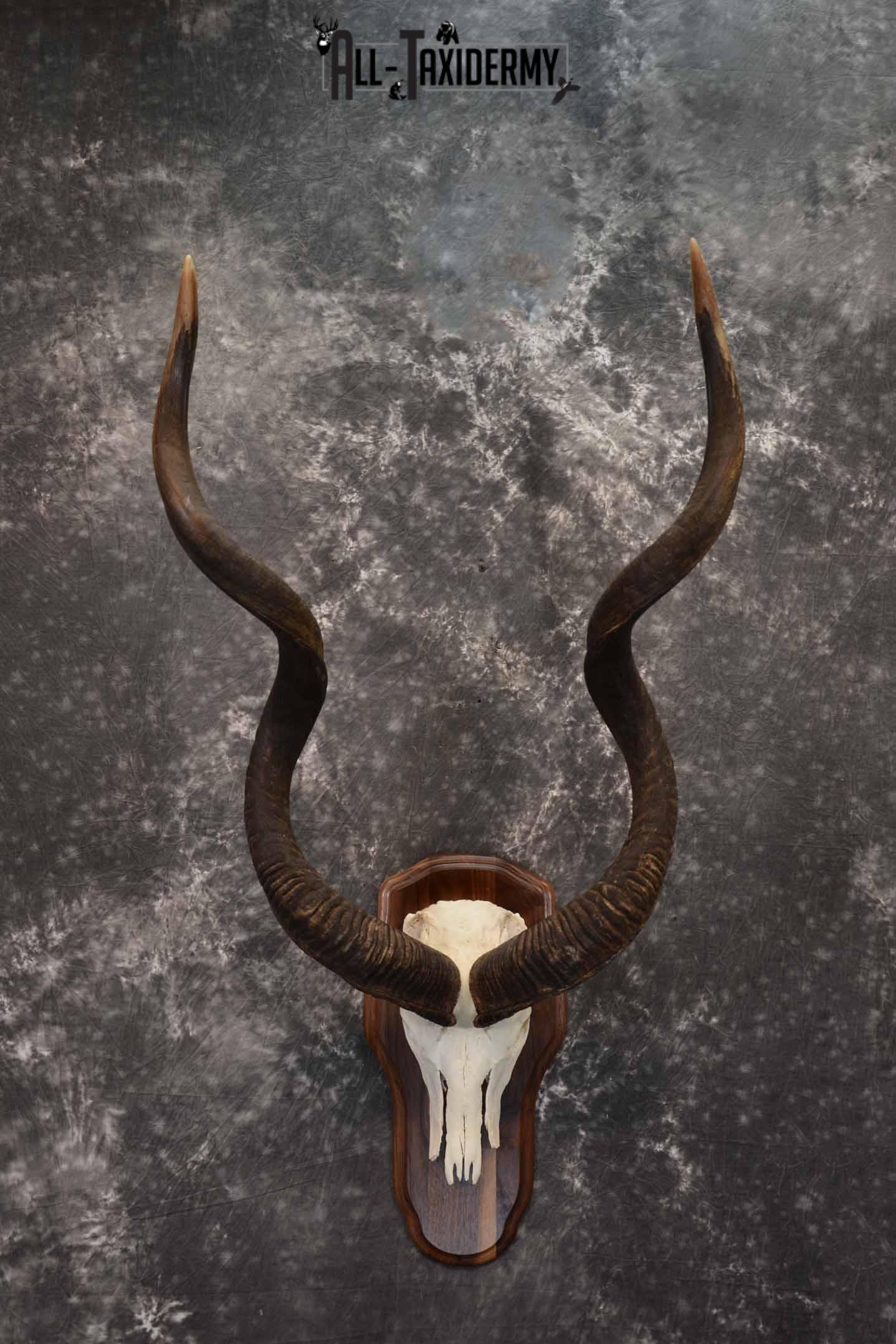African Greater Kudu skull plaque mount for sale SKU 1381
