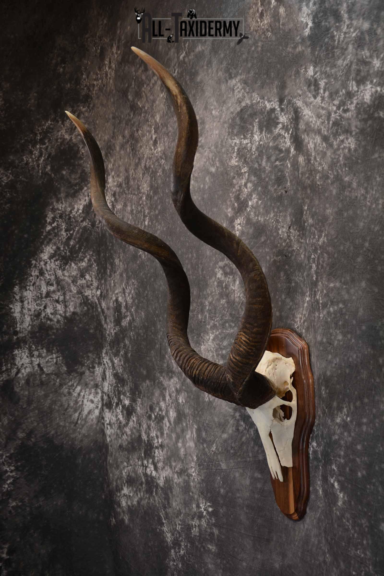 African Greater Kudu skull plaque mount for sale SKU 1381 - Image 3