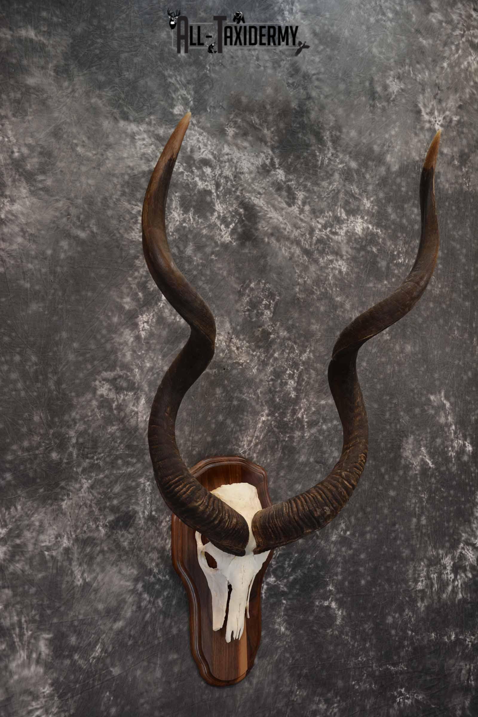 African Greater Kudu skull plaque mount for sale SKU 1381 - Image 4