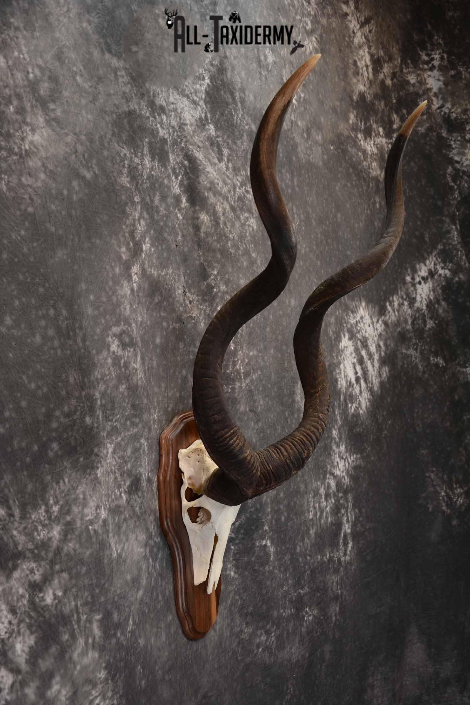 African Greater Kudu skull plaque mount for sale SKU 1381 - Image 5