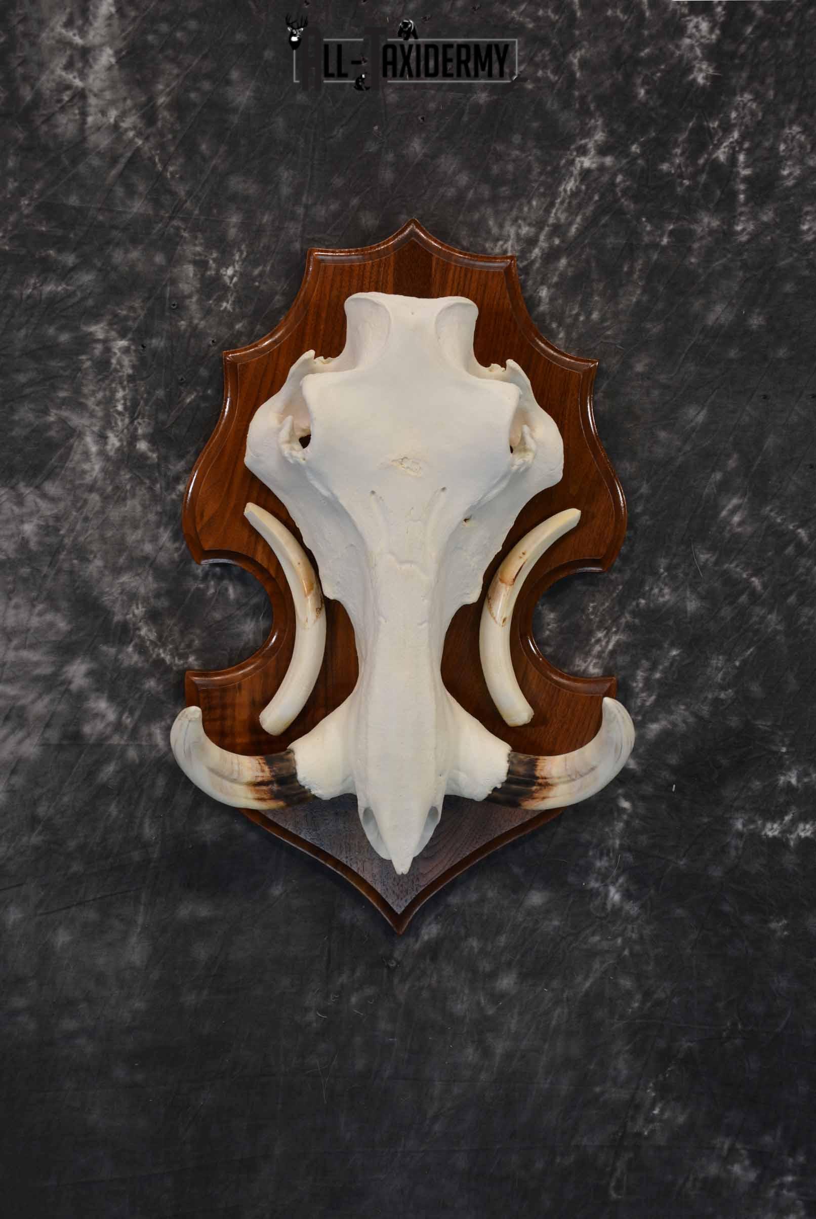 African Warthog skull plaque mount for sale SKU 1383