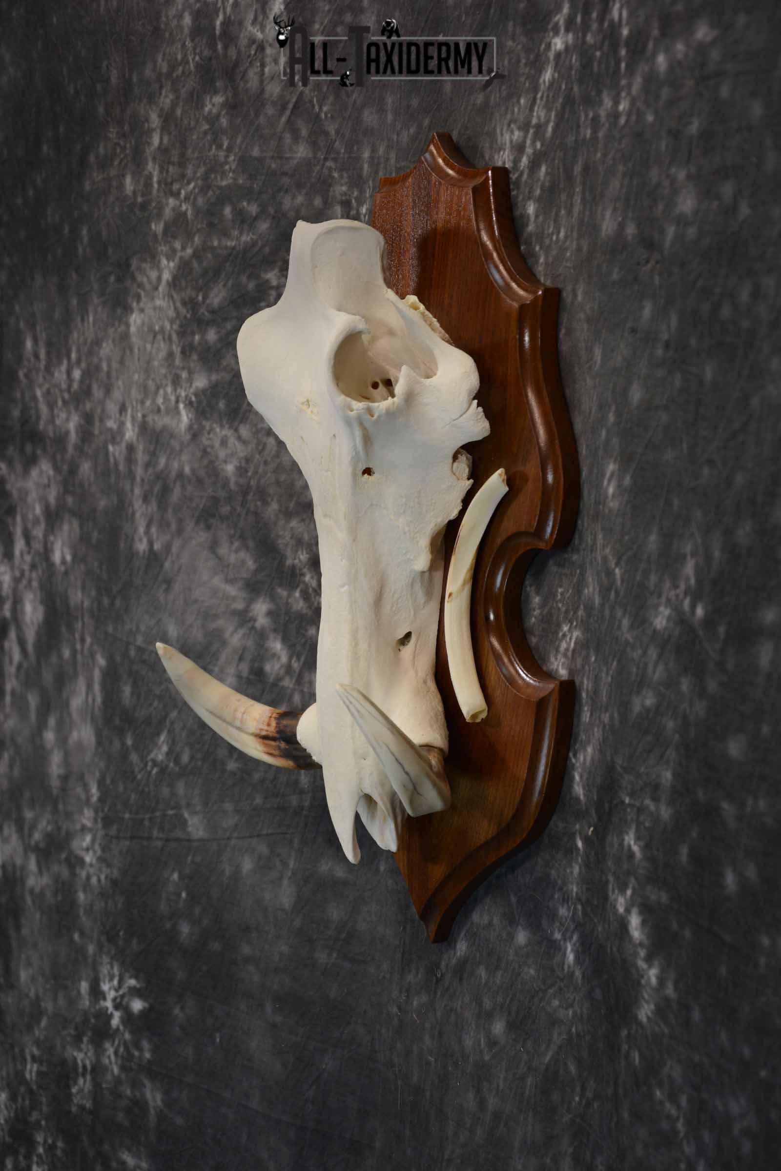 African Warthog skull plaque mount for sale SKU 1383 - Image 3