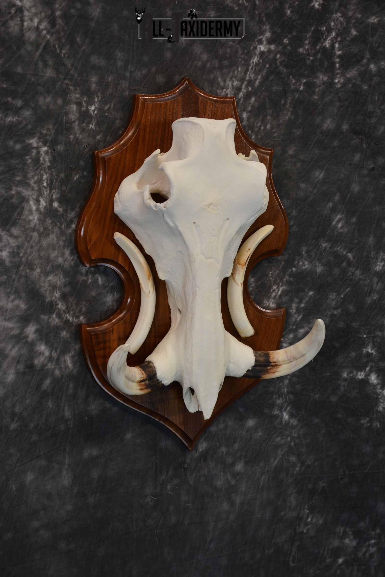 African Warthog skull plaque mount for sale SKU 1383 - Image 4