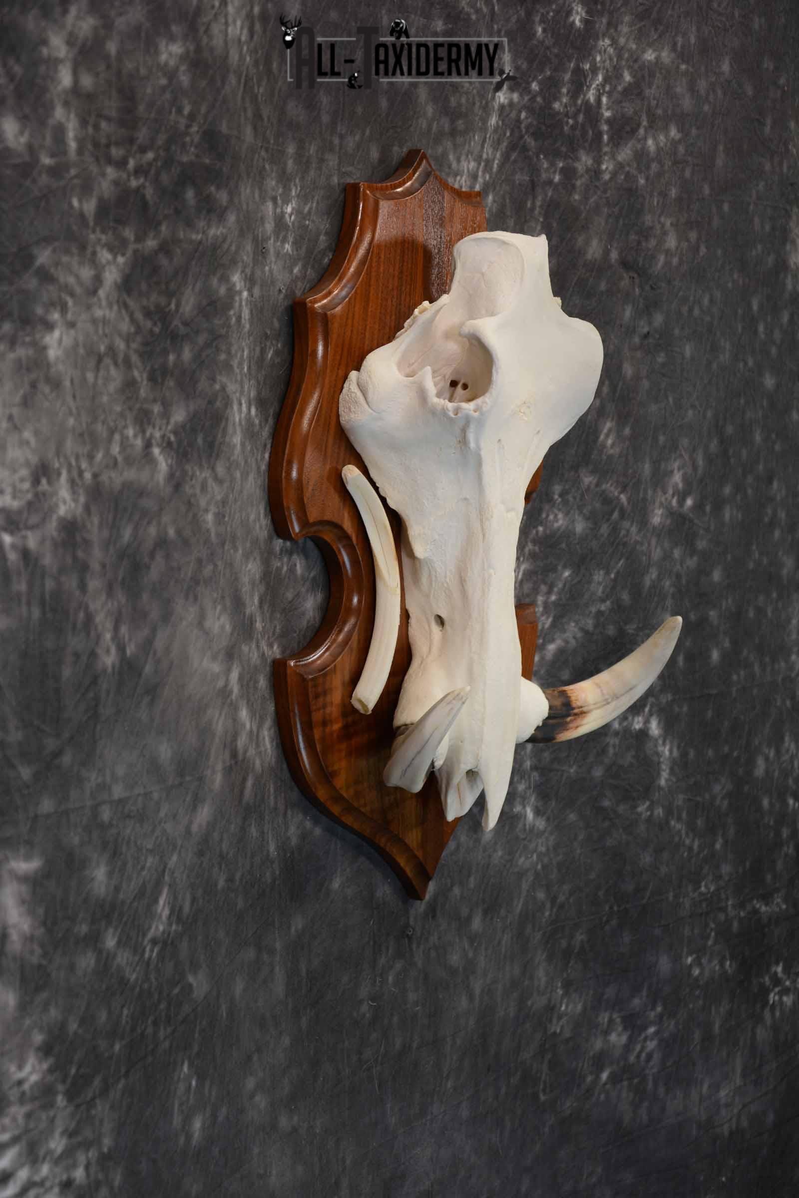 African Warthog skull plaque mount for sale SKU 1383 - Image 5