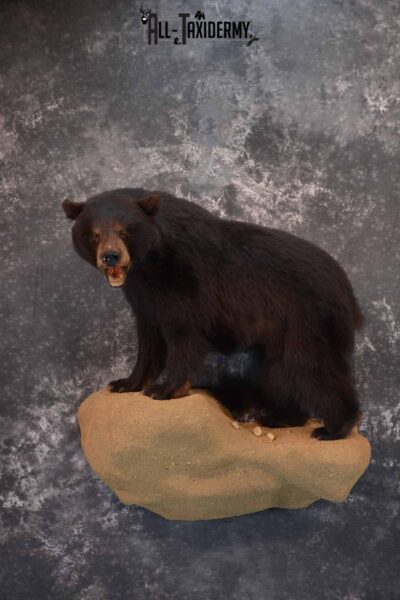 Black Bear Taxidermy Mount for Sale SKU 1343