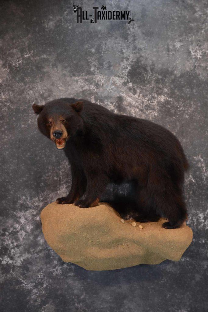 taxidermy bear head mount