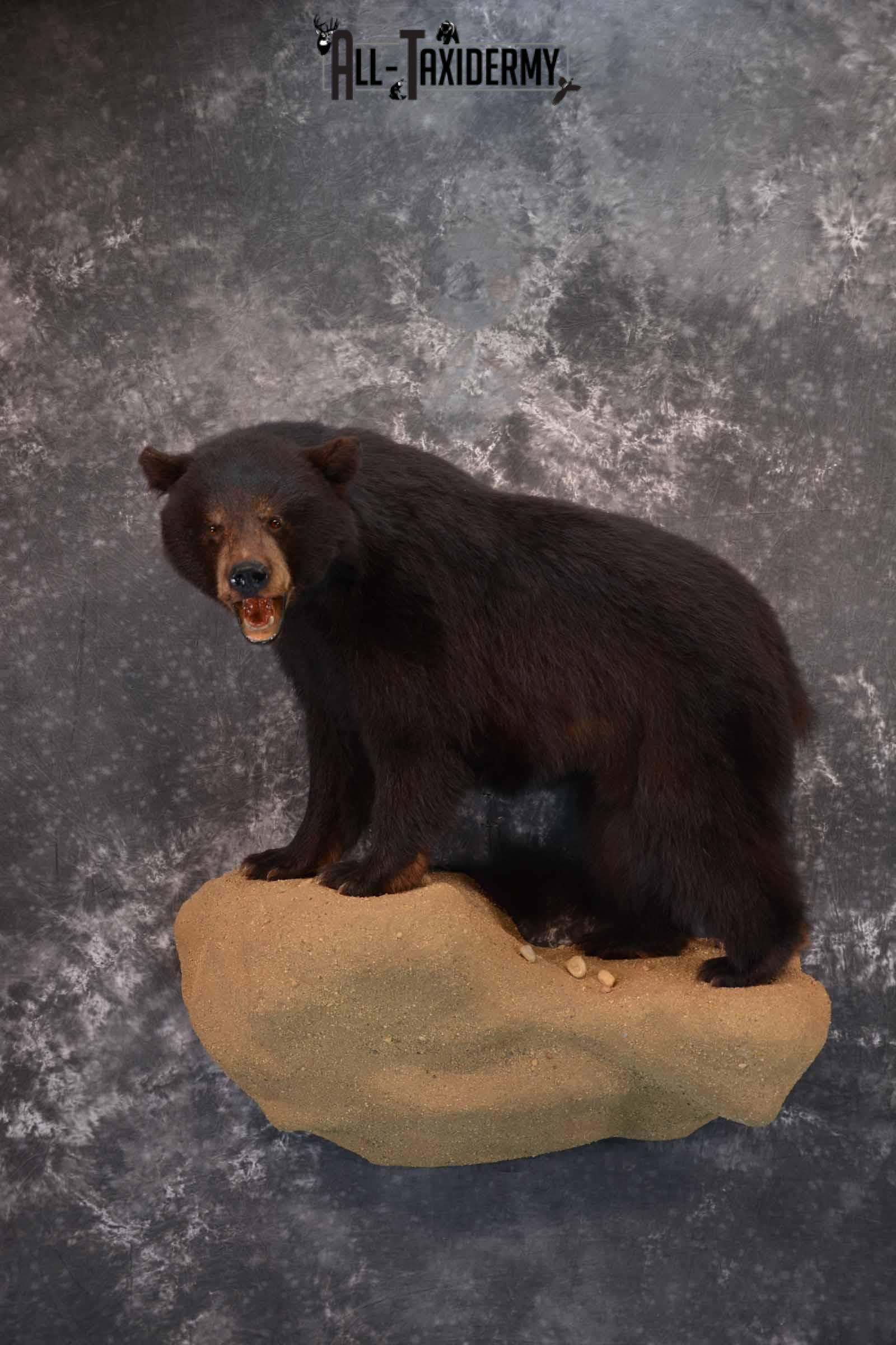 Black Bear Taxidermy Mount for Sale SKU 1343