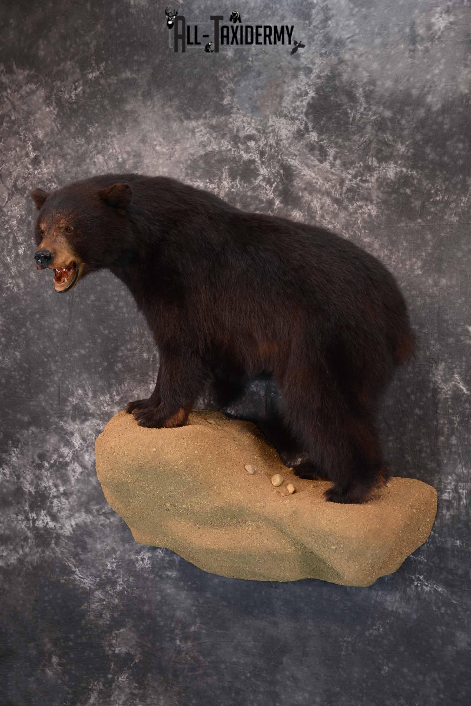 Black Bear Taxidermy Mount for Sale SKU 1343 - Image 2