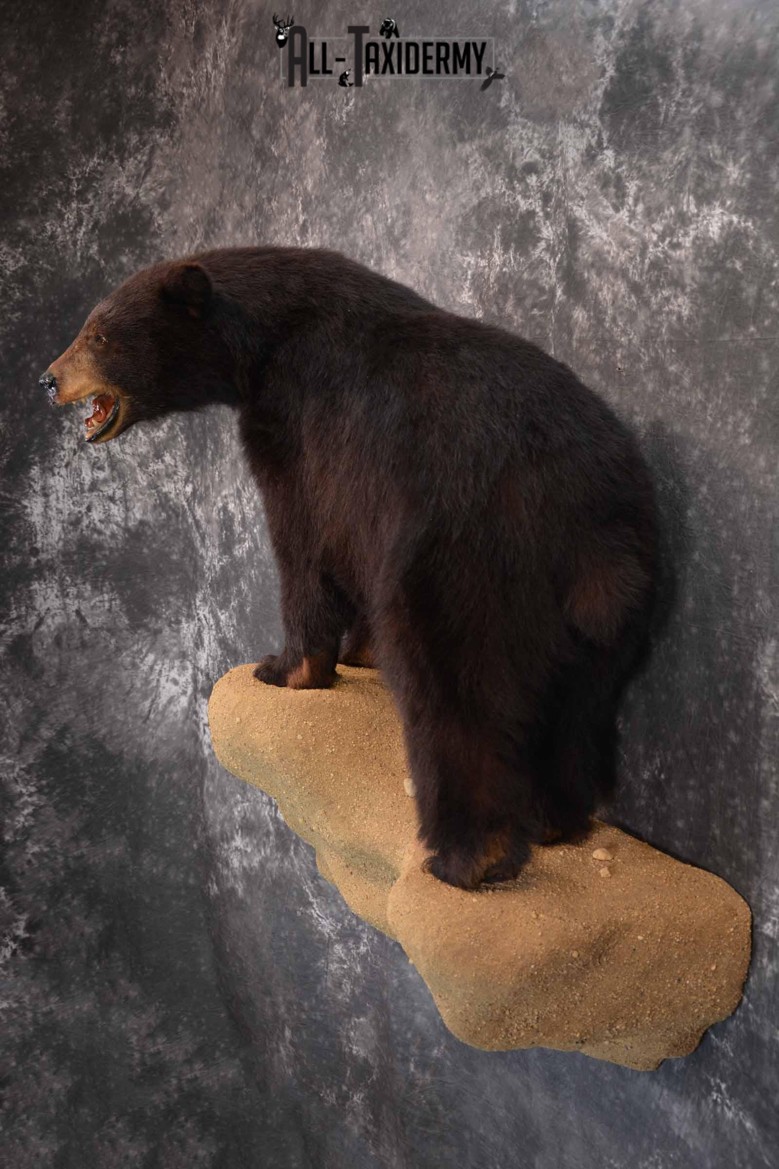 Black Bear Taxidermy Mount for Sale SKU 1343 - Image 3