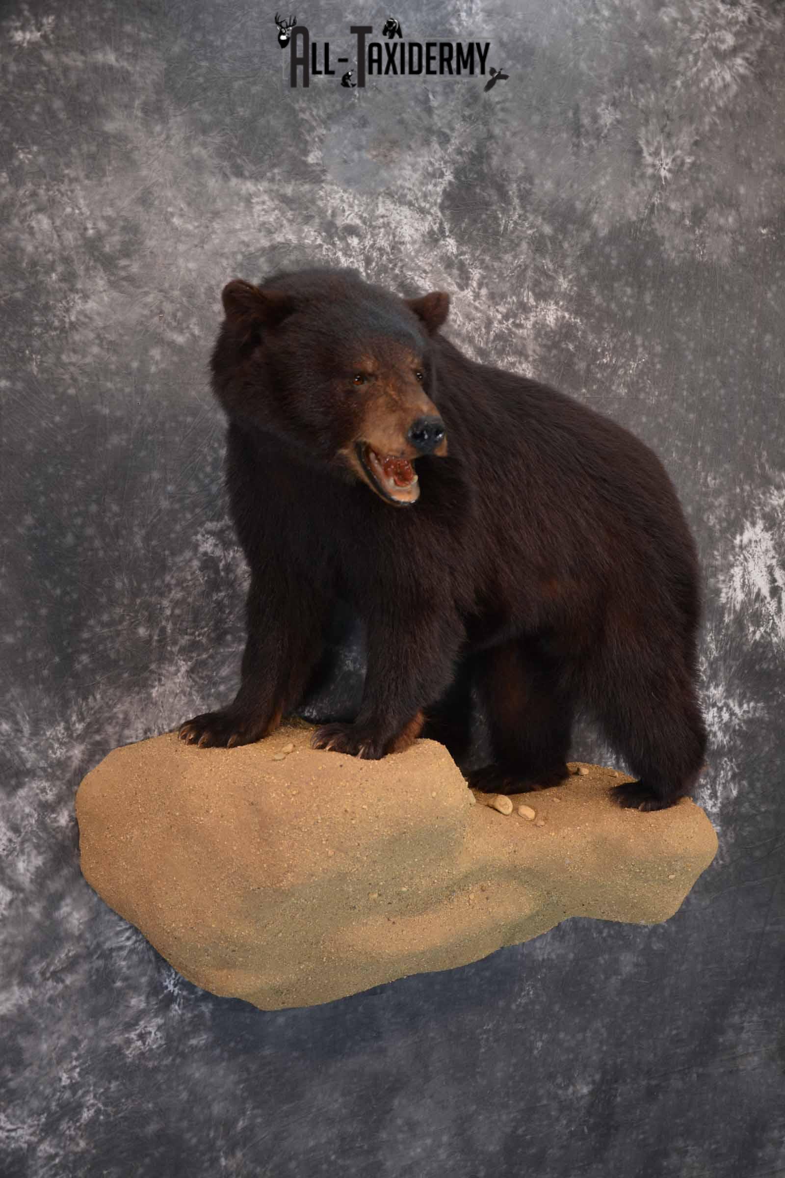 Black Bear Taxidermy Mount for Sale SKU 1343 - Image 4