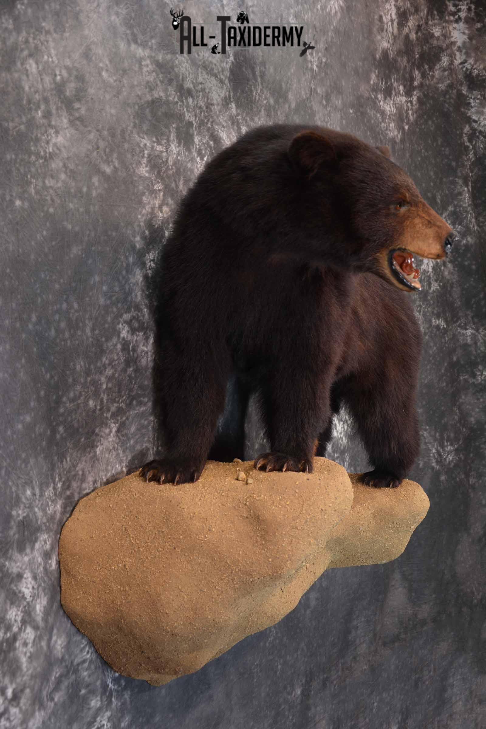 Black Bear Taxidermy Mount for Sale SKU 1343 - Image 5