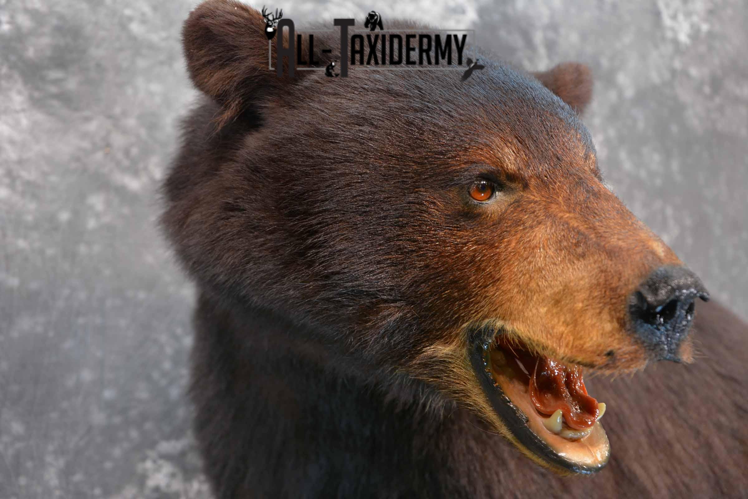 Black Bear Taxidermy Mount for Sale SKU 1343 - Image 6