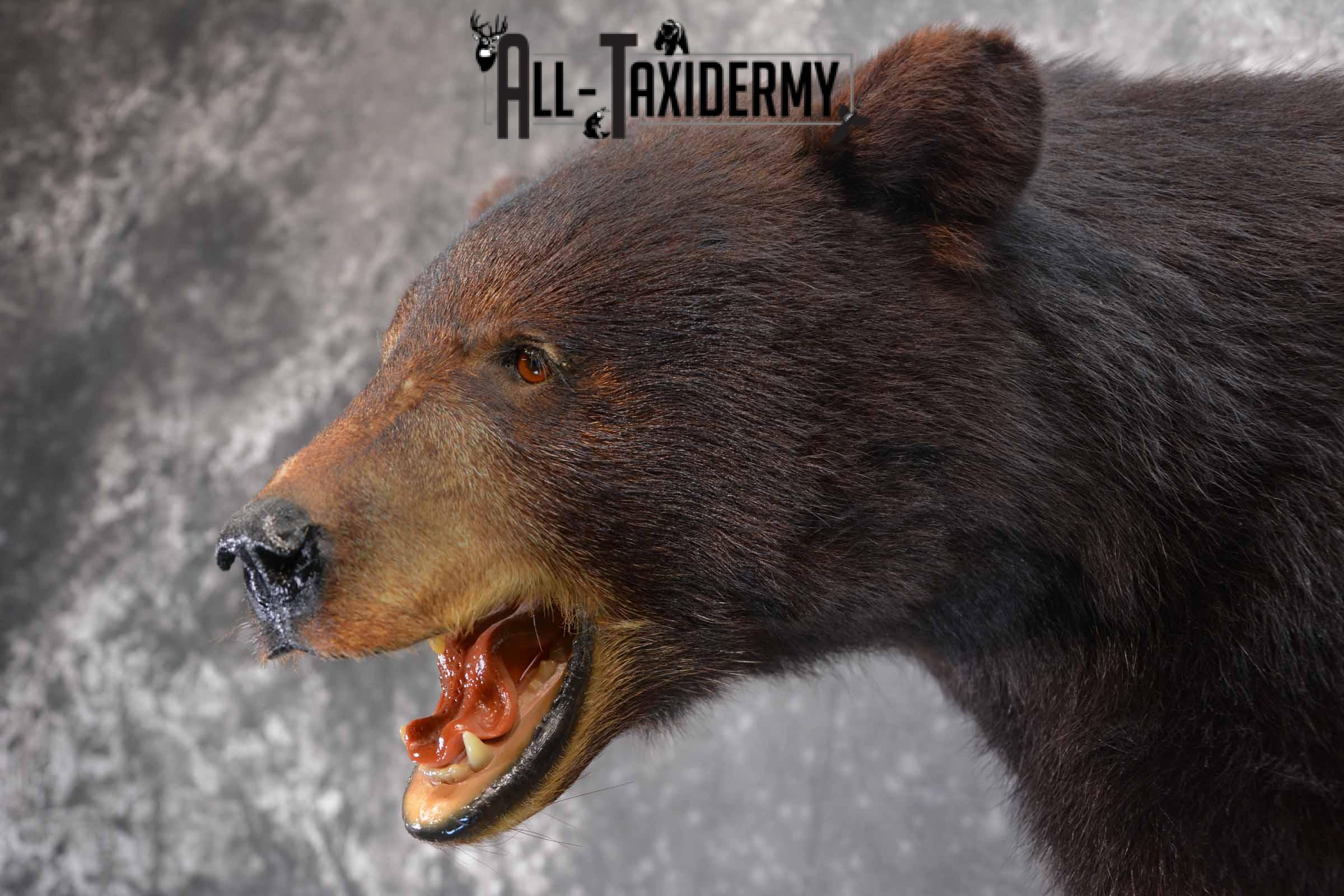 Black Bear Taxidermy Mount for Sale SKU 1343 - Image 7