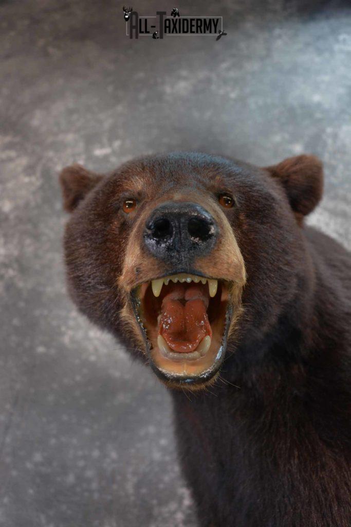 taxidermy bear head mount