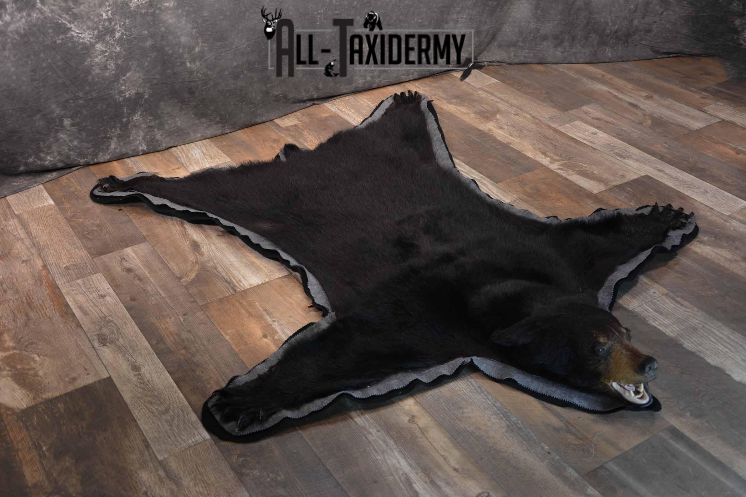 Black Bear Taxidermy rug for sale SKU 1382 - Image 2