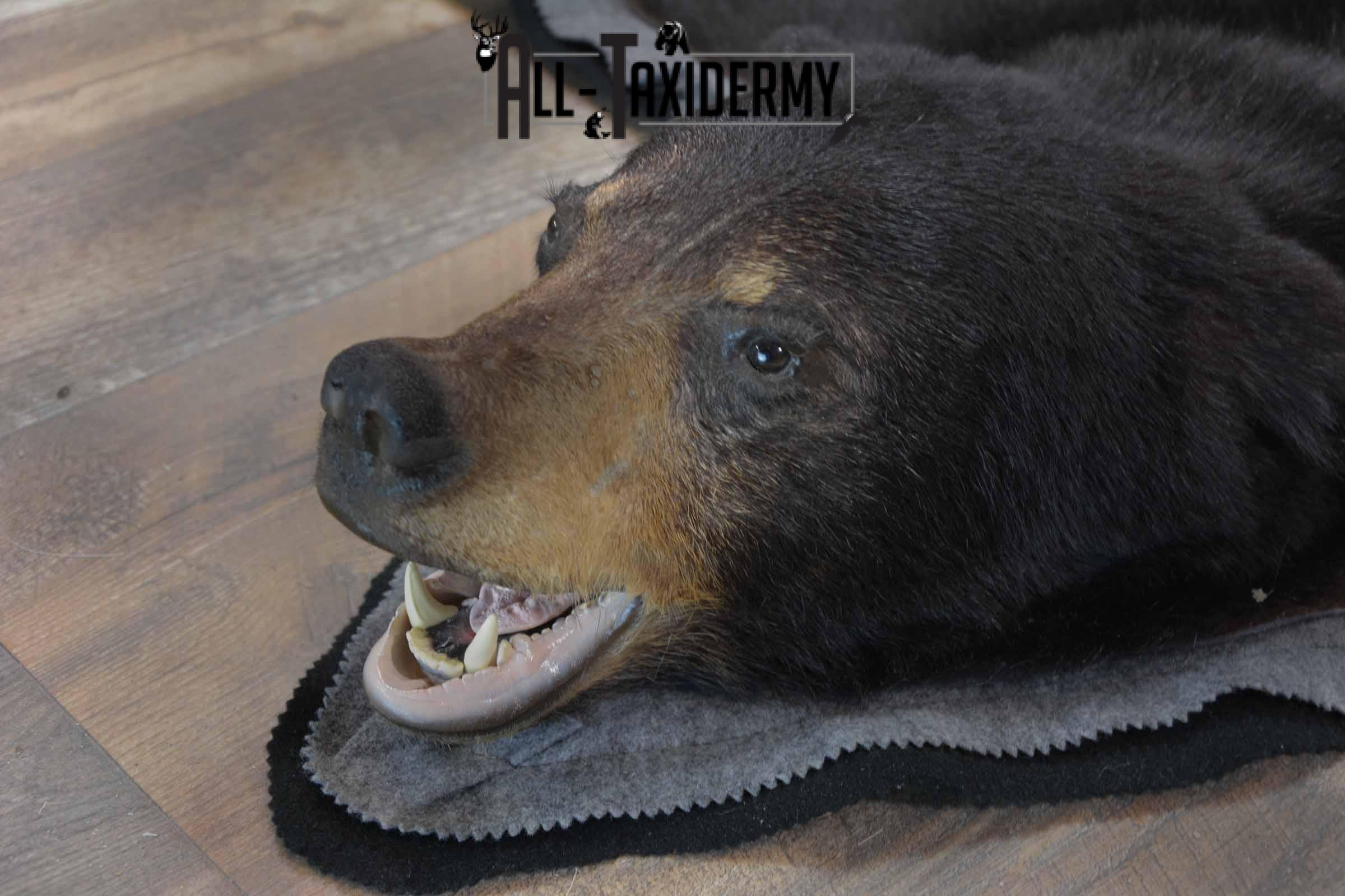 Black Bear Taxidermy rug for sale SKU 1382 - Image 3