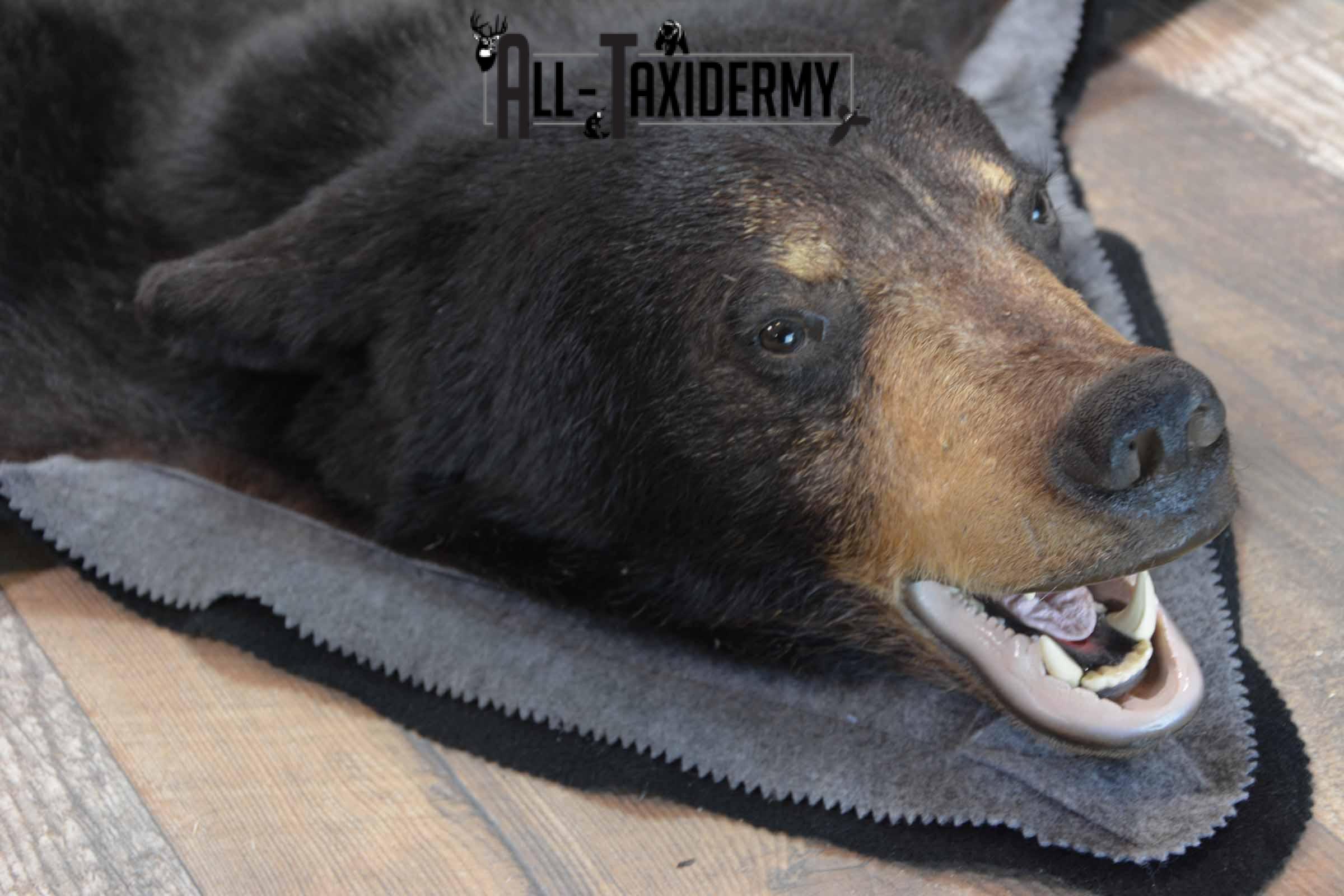 Black Bear Taxidermy rug for sale SKU 1382 - Image 4