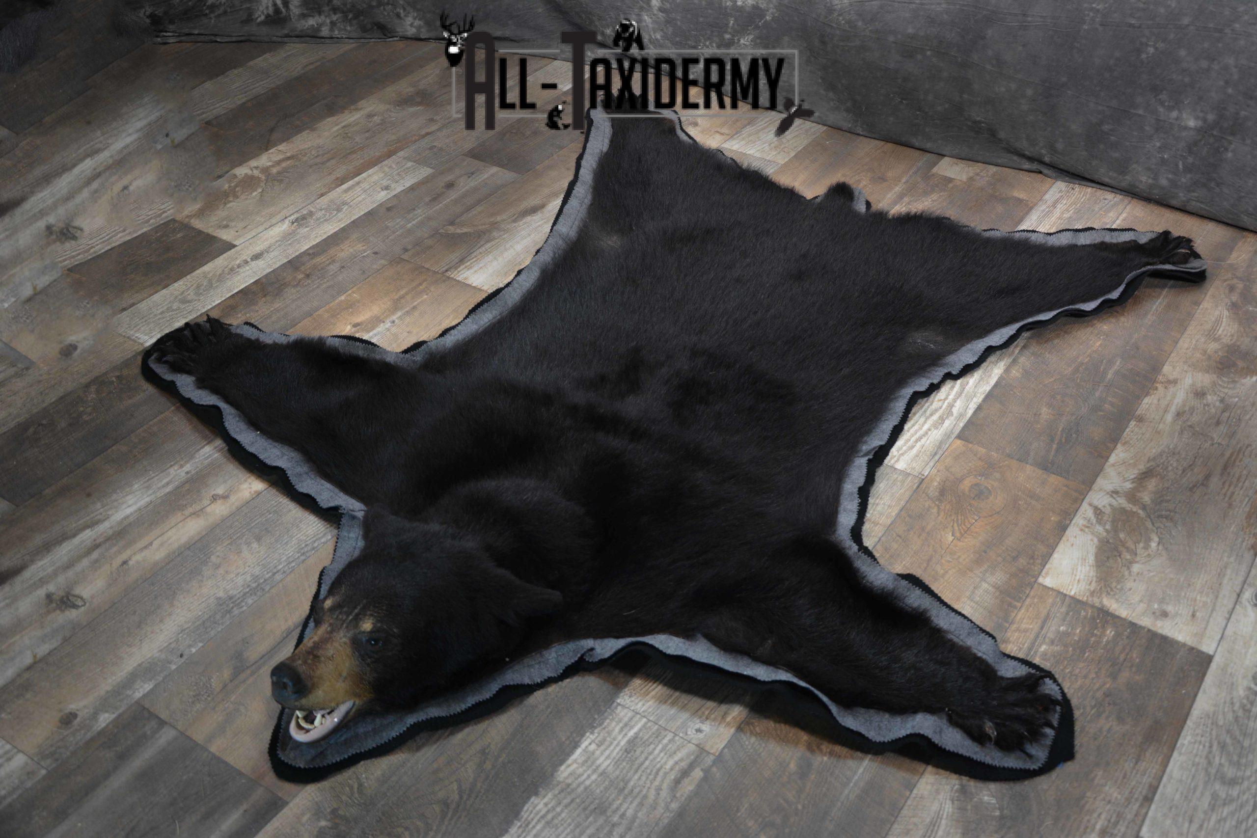 Black Bear Taxidermy rug for sale SKU 1382 - Image 5