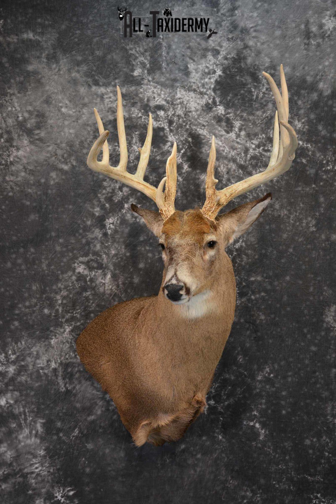 Whitetail Deer Taxidermy shoulder mount for sale SKU 1318 - All Taxidermy