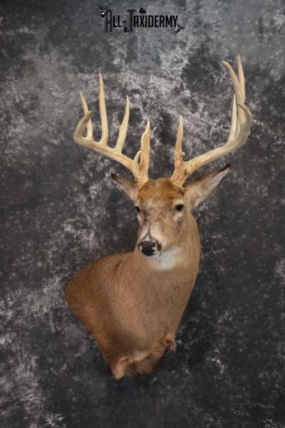 Whitetail Deer Taxidermy shoulder mount for sale SKU 1318
