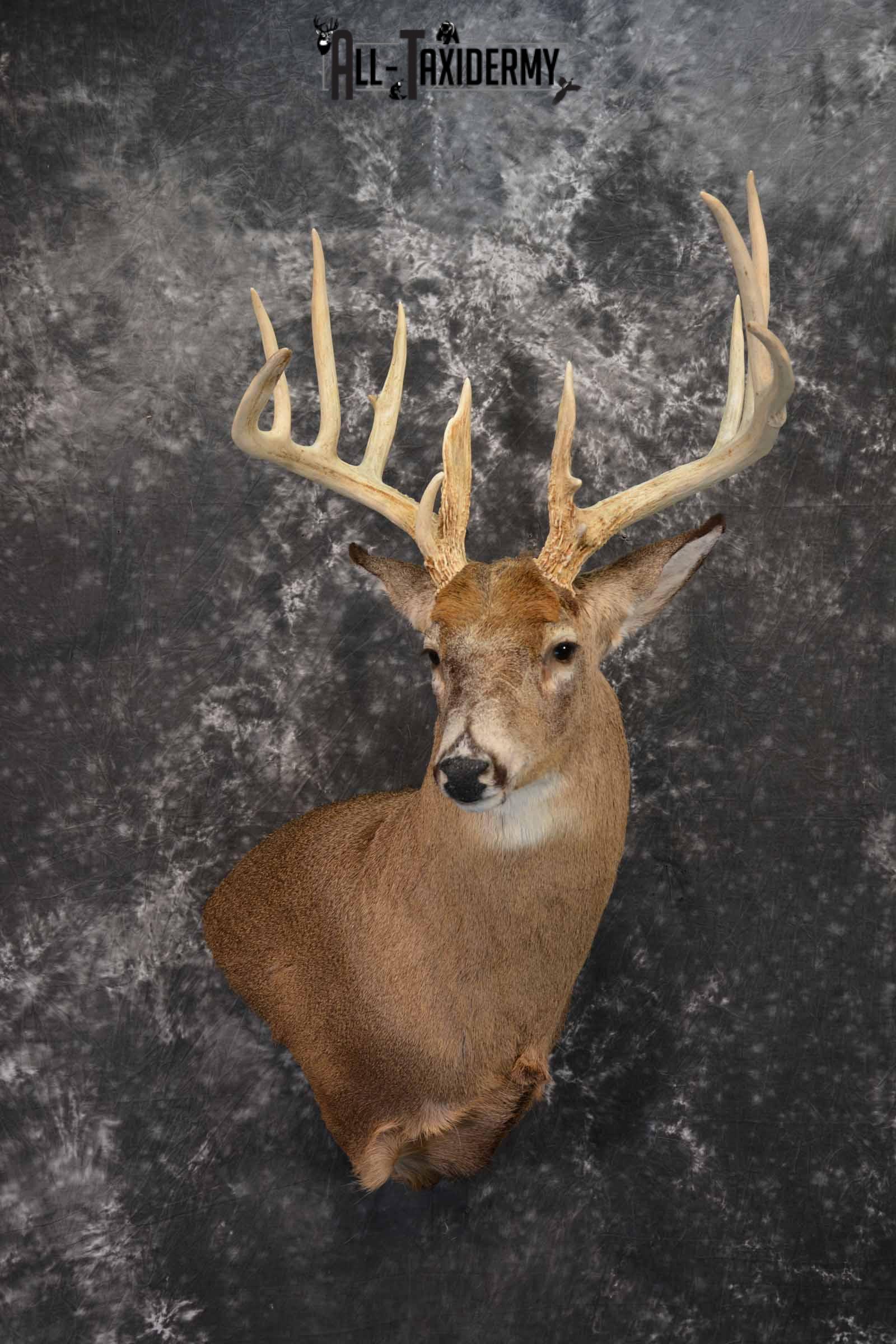 Whitetail Deer Taxidermy shoulder mount for sale SKU 1318