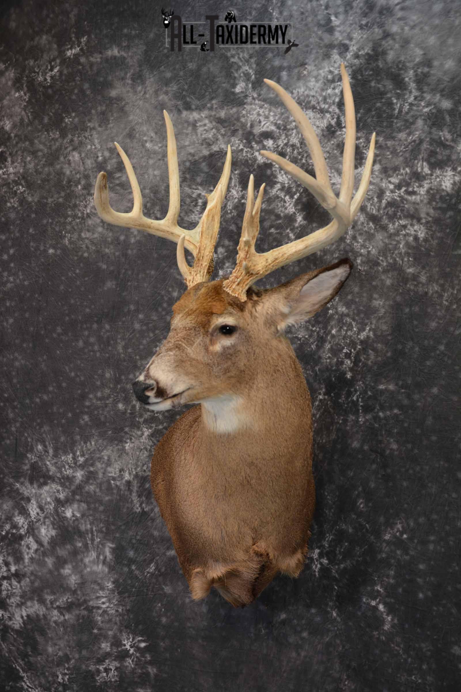 Whitetail Deer Taxidermy shoulder mount for sale SKU 1318 - Image 2