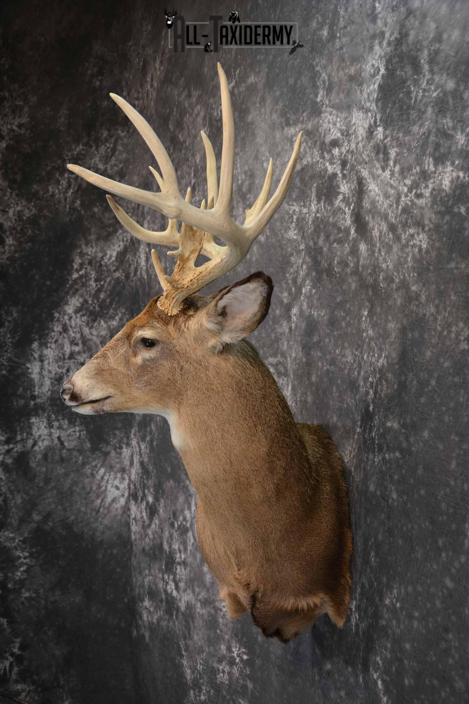Whitetail Deer Taxidermy shoulder mount for sale SKU 1318 - Image 3