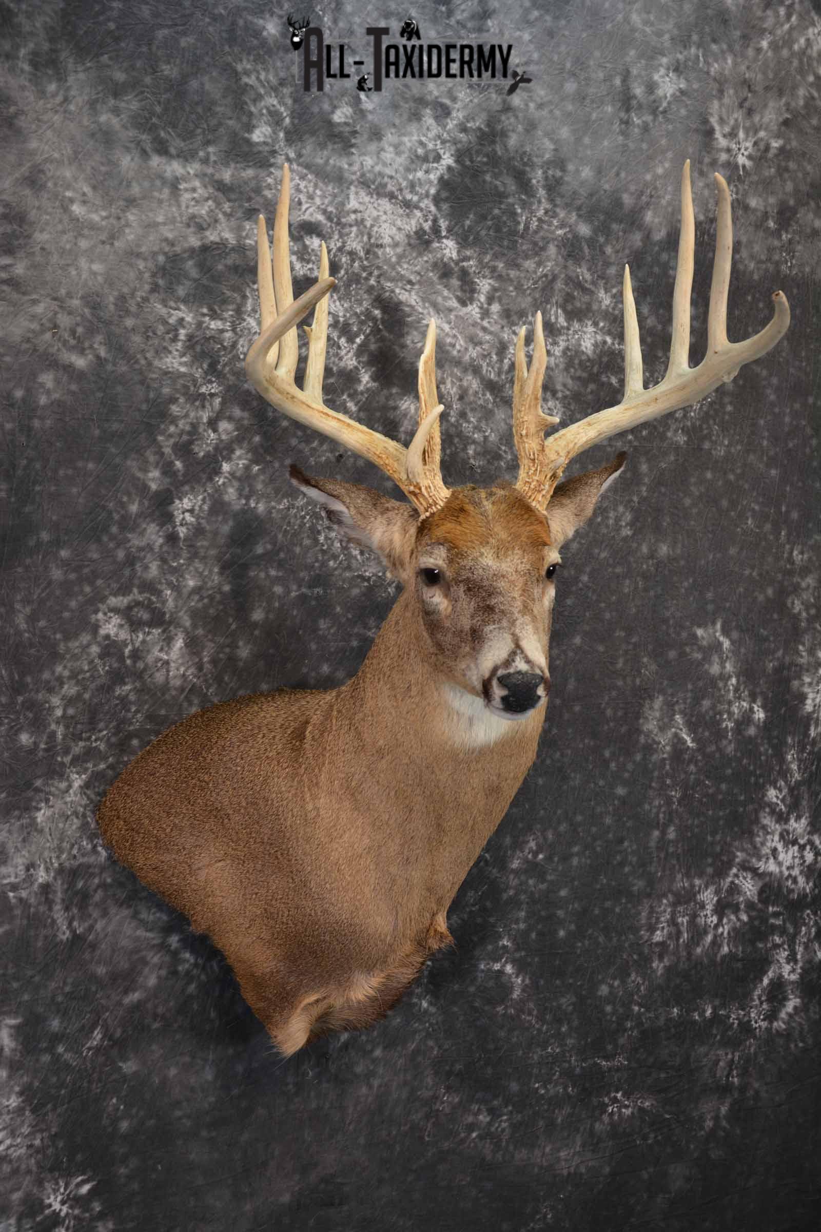 Whitetail Deer Taxidermy shoulder mount for sale SKU 1318 - Image 4