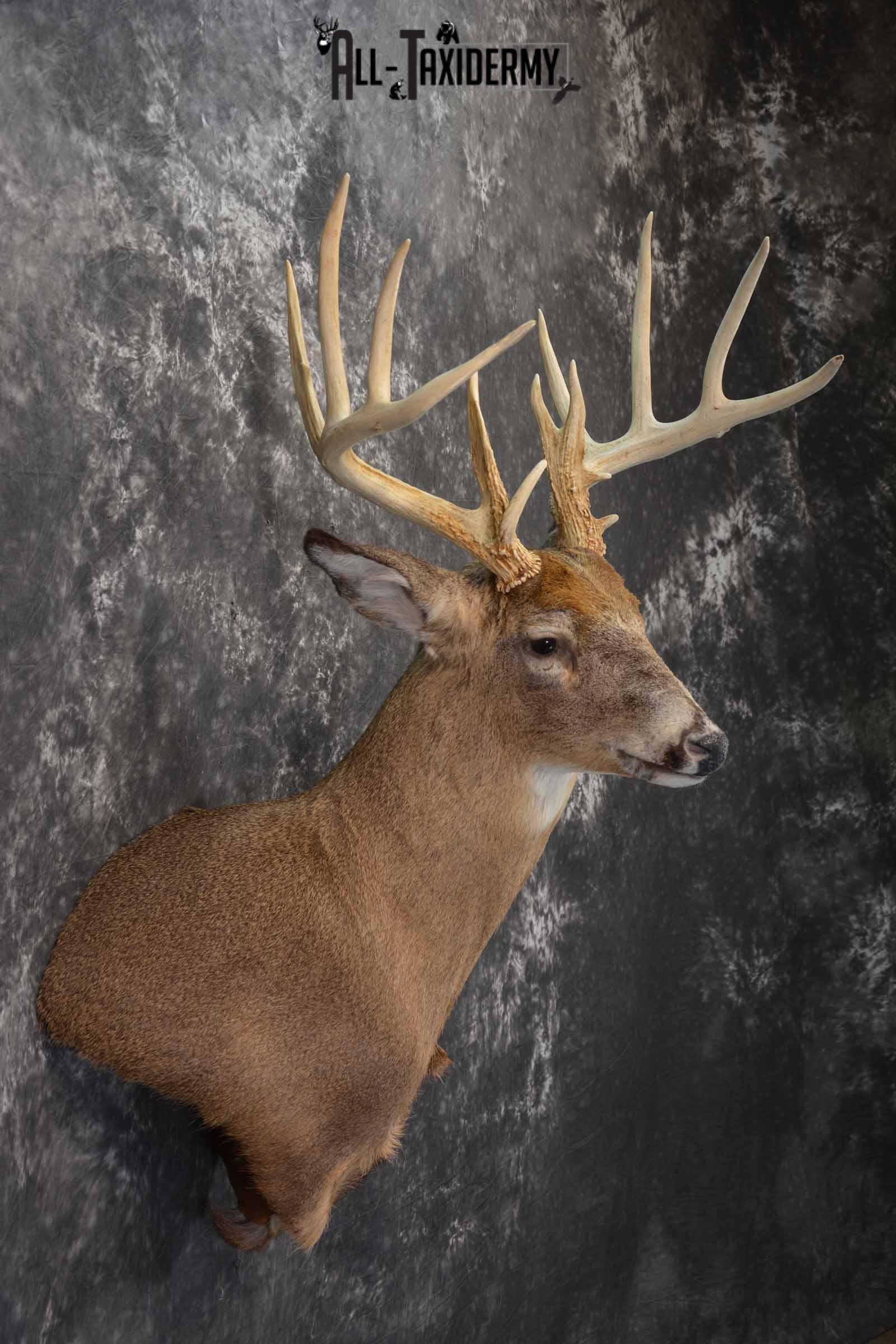 Whitetail Deer Taxidermy shoulder mount for sale SKU 1318 - Image 5