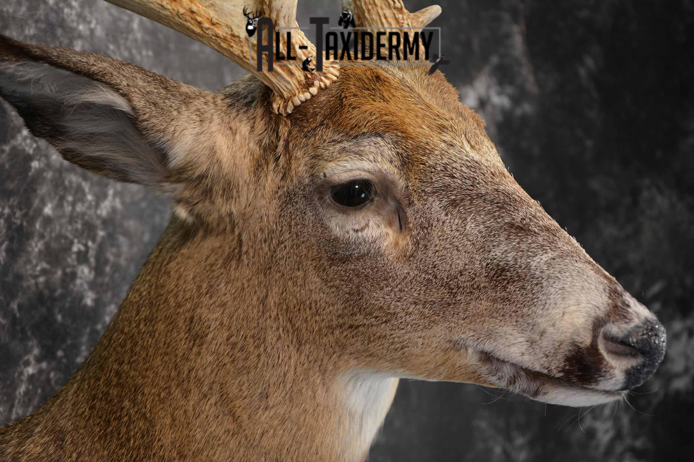 Whitetail Deer Taxidermy shoulder mount for sale SKU 1318 - Image 6