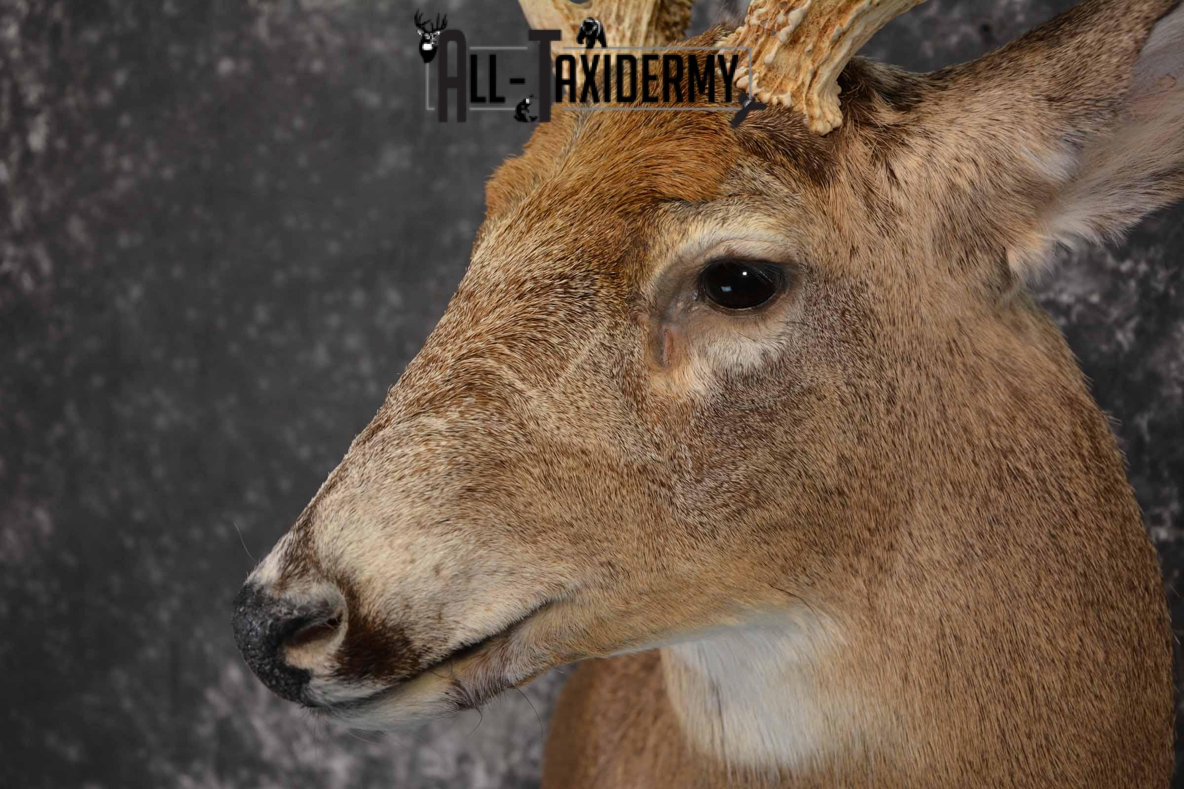 Whitetail Deer Taxidermy shoulder mount for sale SKU 1318 - Image 7