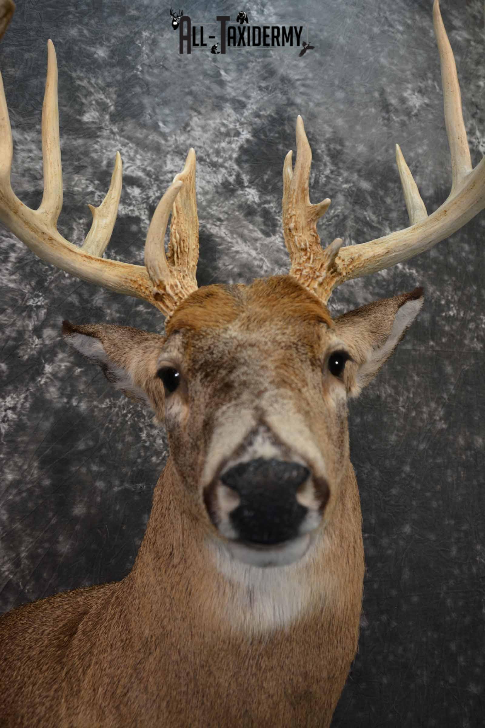 Whitetail Deer Taxidermy shoulder mount for sale SKU 1318 - Image 8