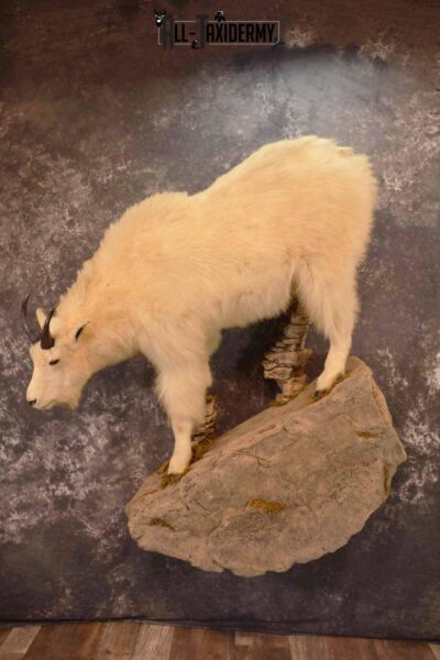 Mountain Goat Taxidermy Mount for Sale SKU 1299