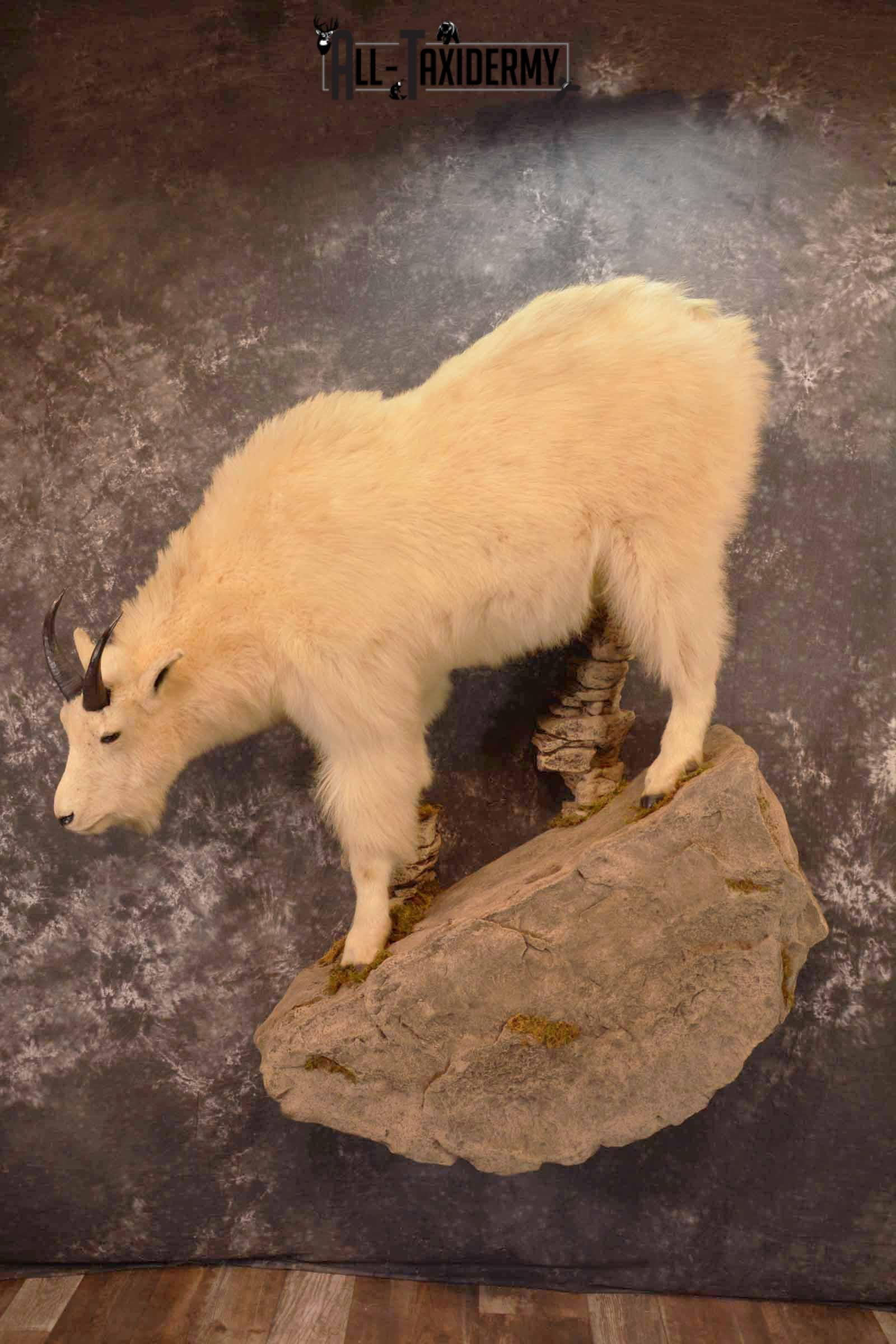Mountain Goat Taxidermy Mount for Sale SKU 1299