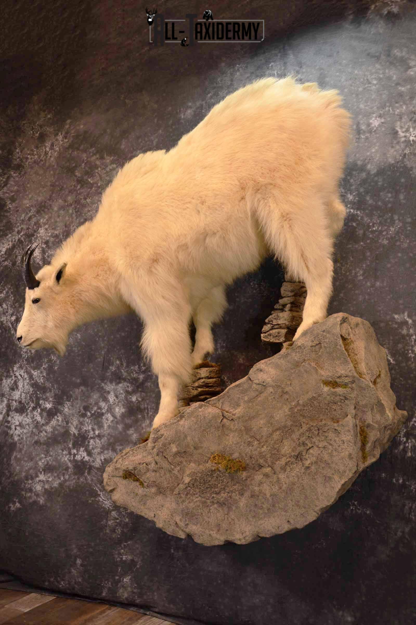 Mountain Goat Taxidermy Mount for Sale SKU 1299 - Image 3