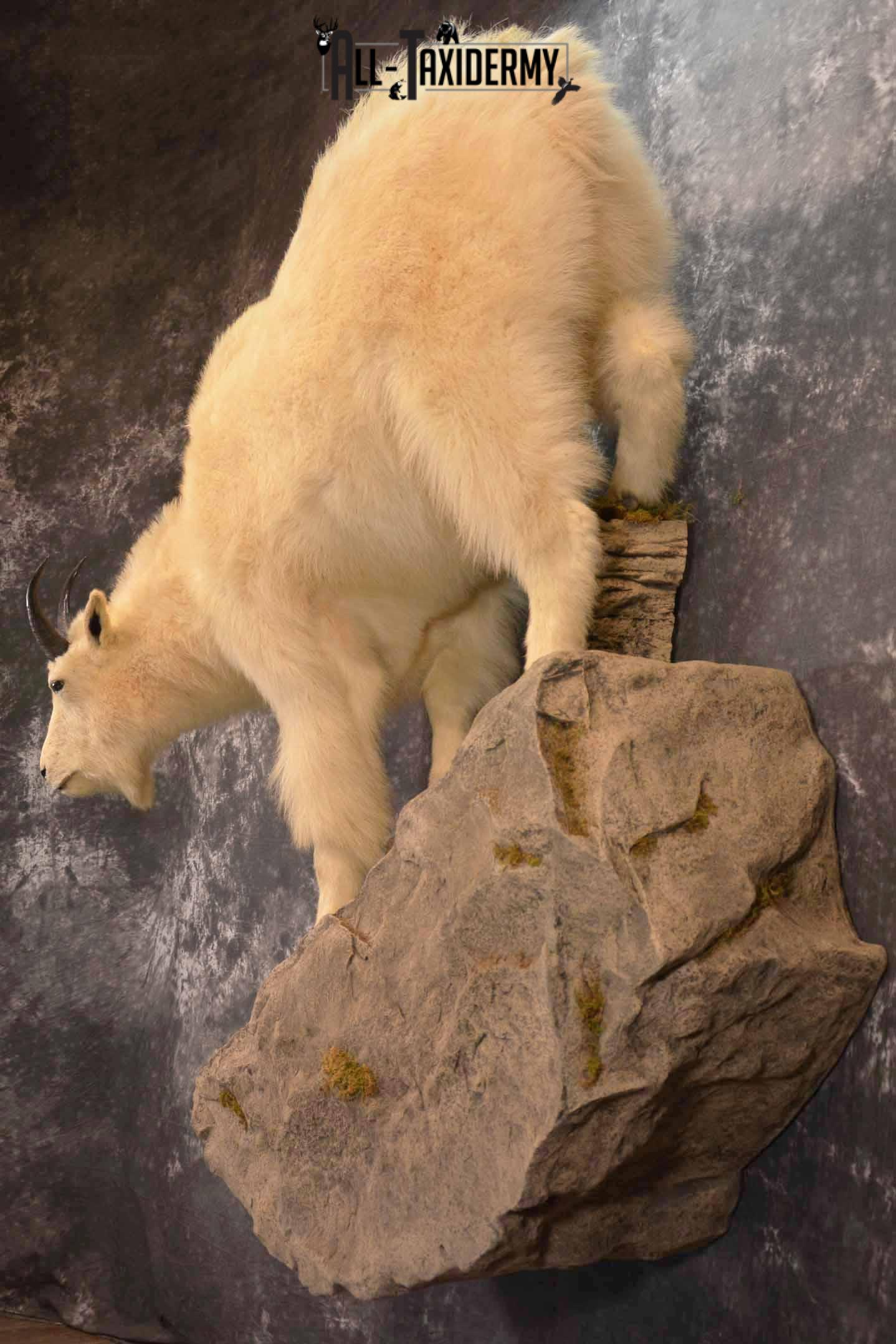Mountain Goat Taxidermy Mount for Sale SKU 1299 - Image 4