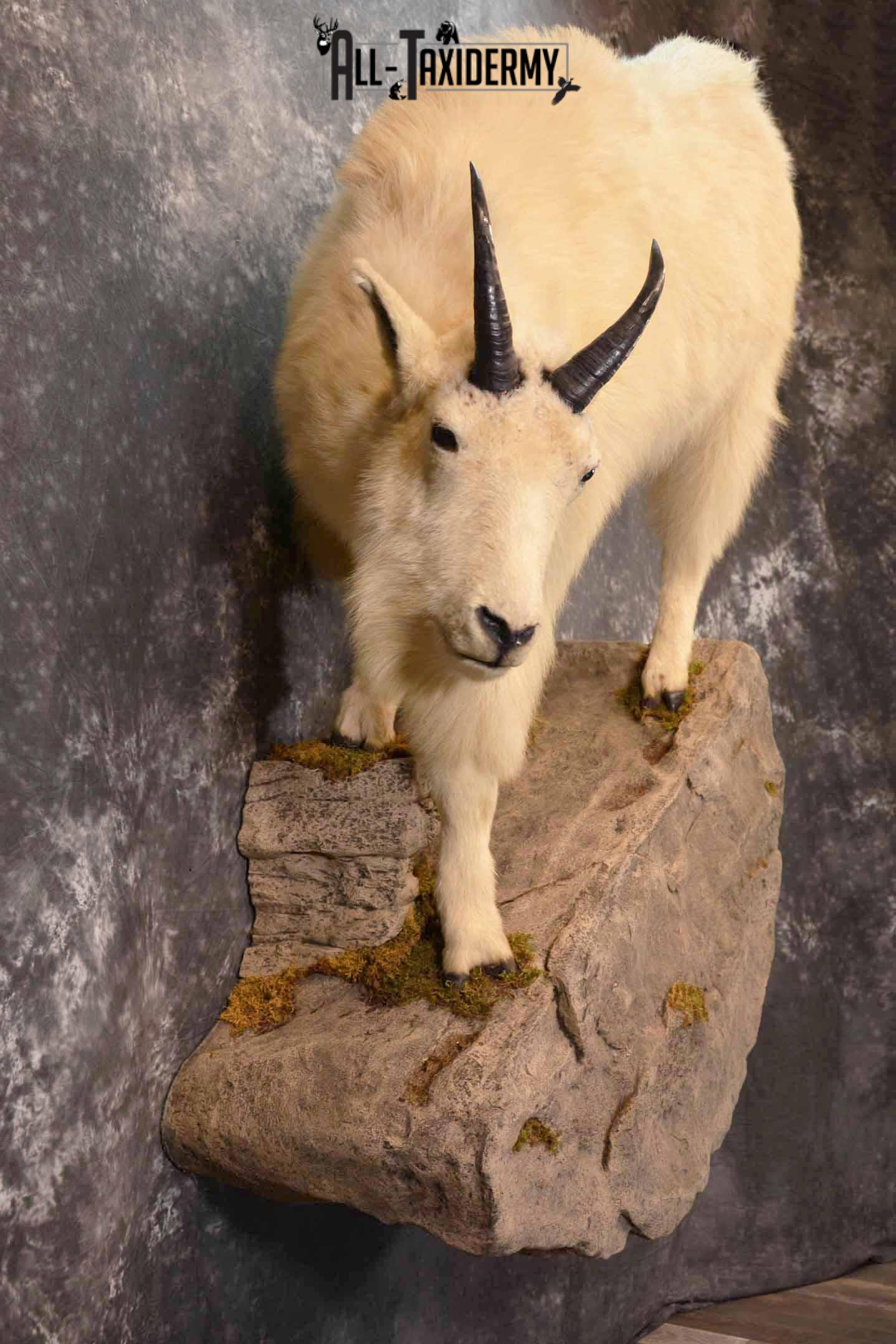 Mountain Goat Taxidermy Mount for Sale SKU 1299 - Image 6
