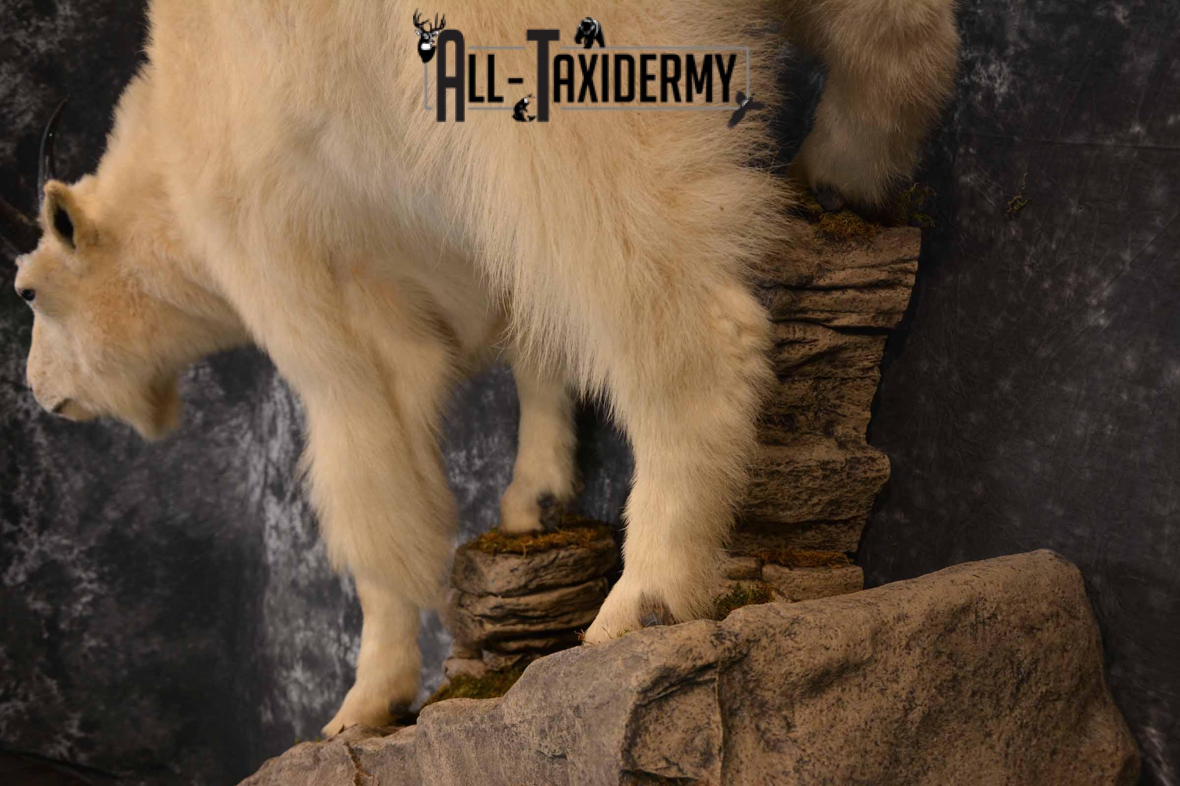 Mountain Goat Taxidermy Mount for Sale SKU 1299 - Image 7